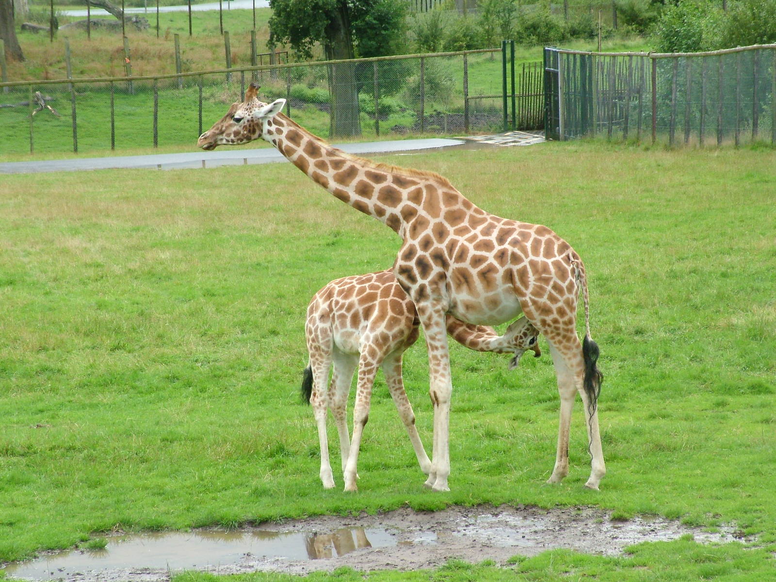 Giraffe suckling at Longleat August 2008