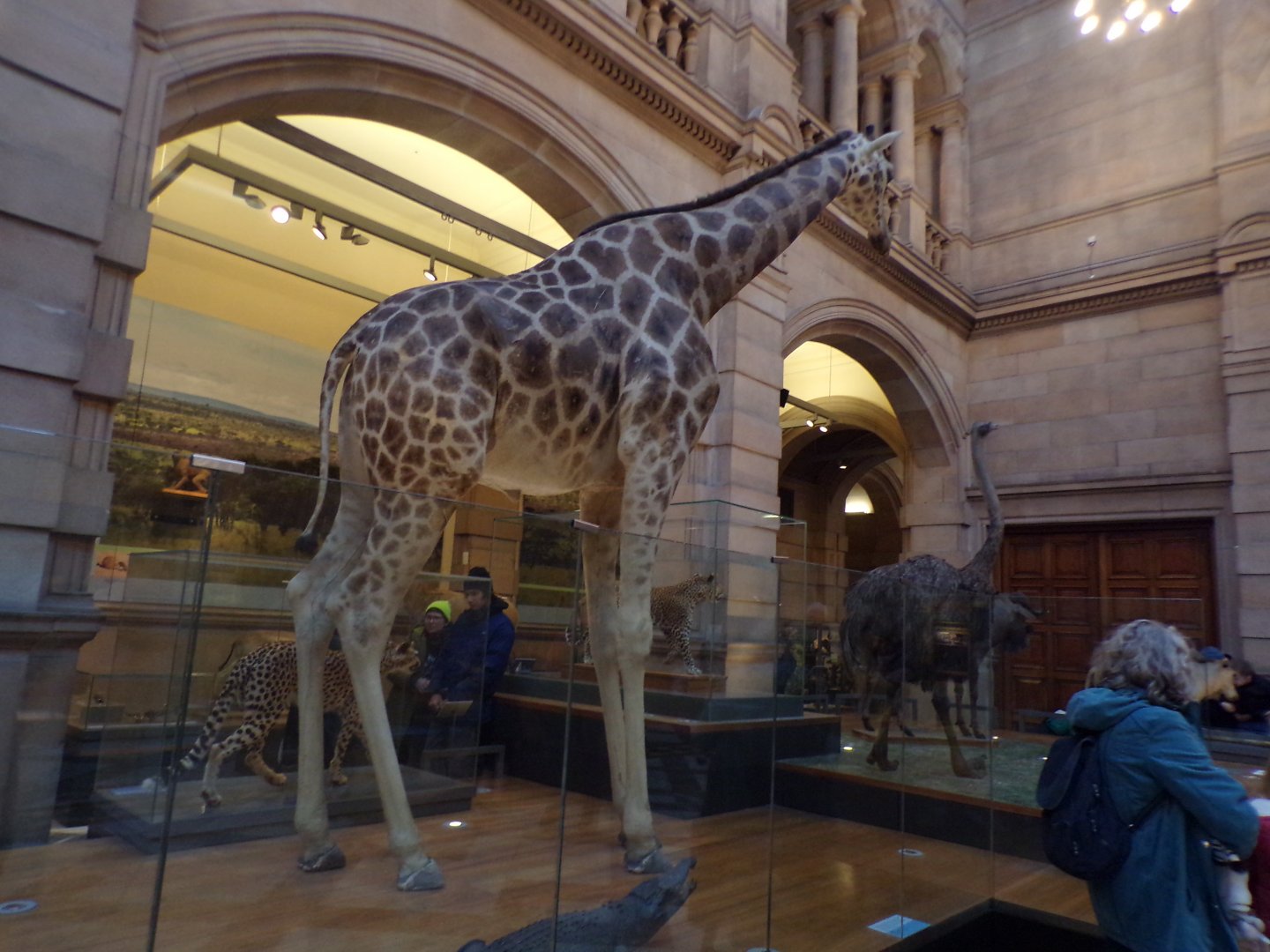 Giraffe (taken at Kelvingrove museum) 12.2.24