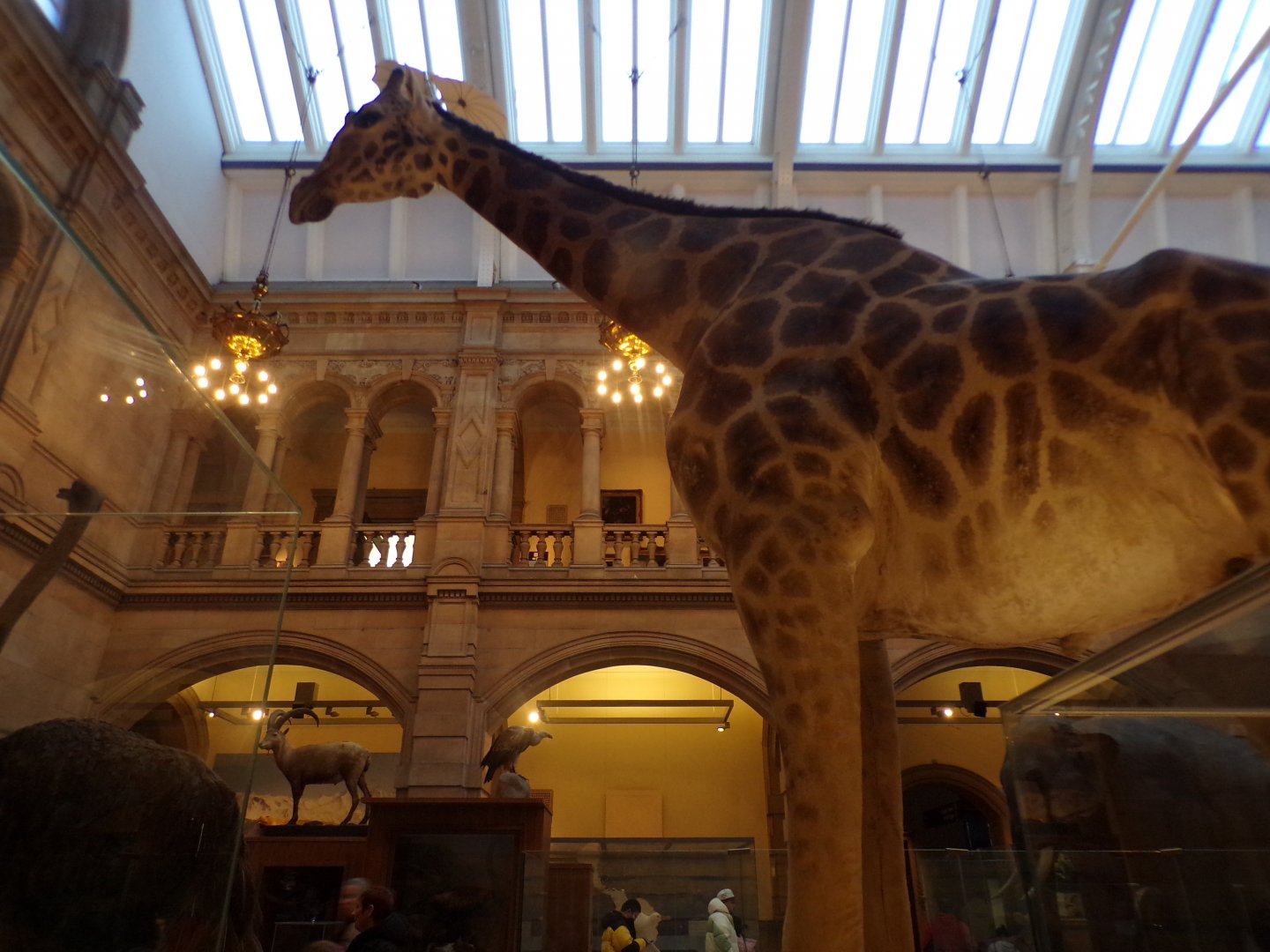 Giraffe (taken at Kelvingrove museum) 12.2.24