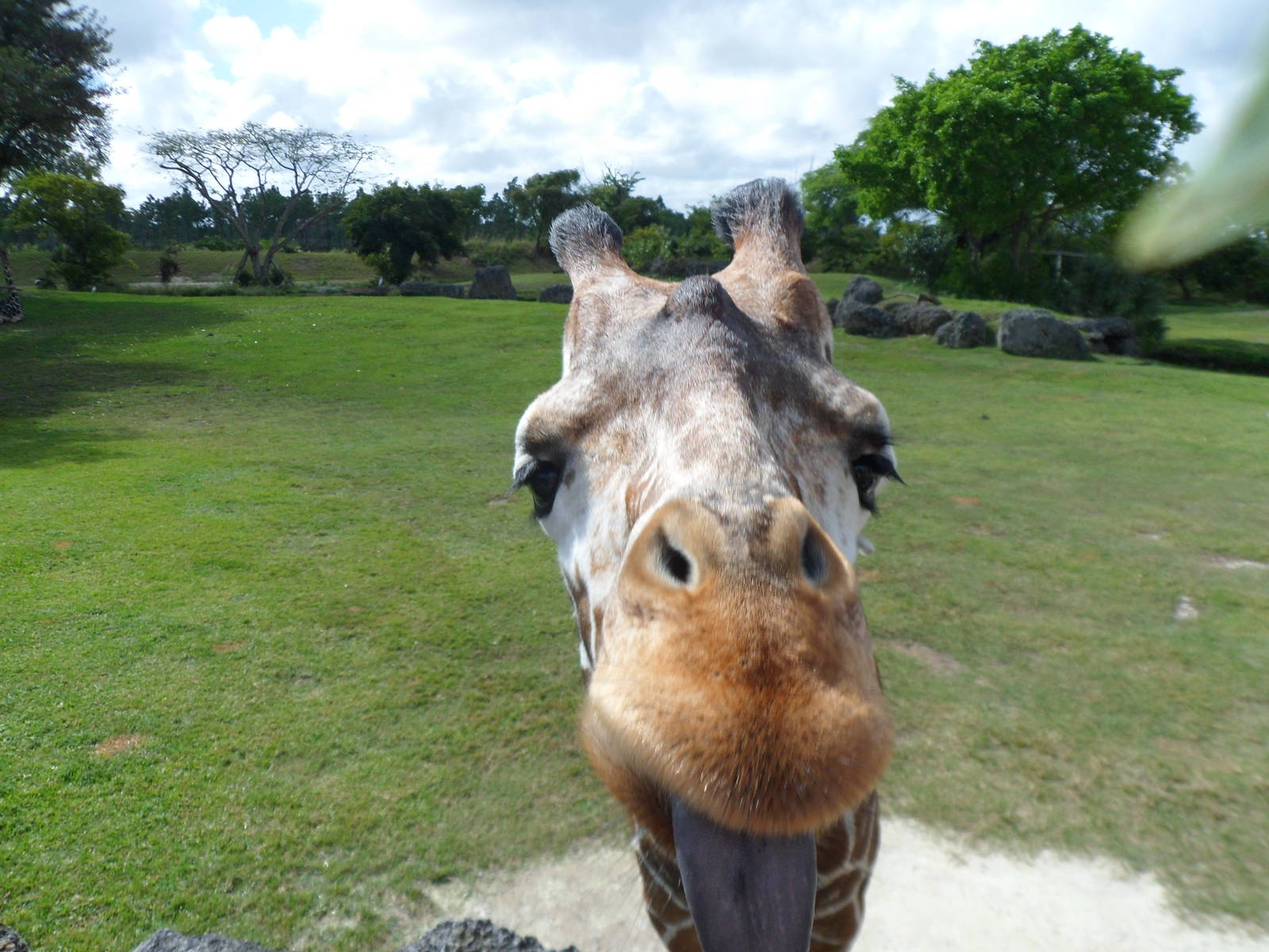 Giraffe (taken with a leaf right above my camera)