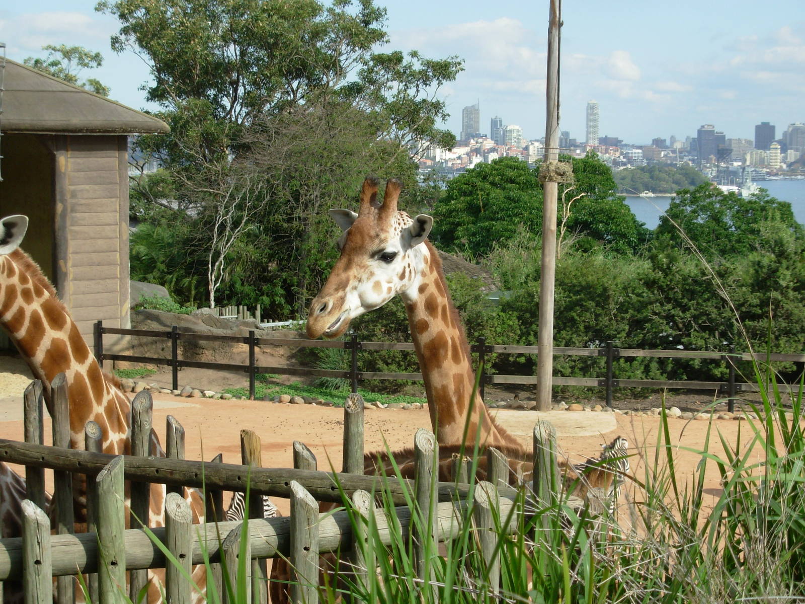 Giraffe - Taronga Zoo