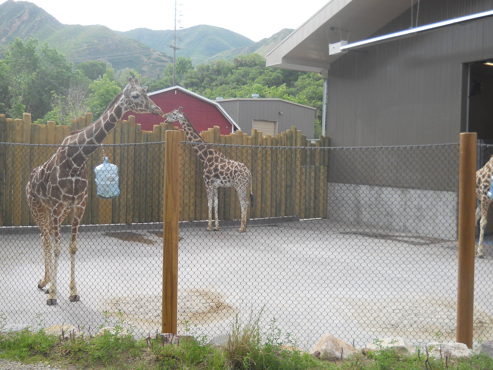 Giraffe temporary exhibit.