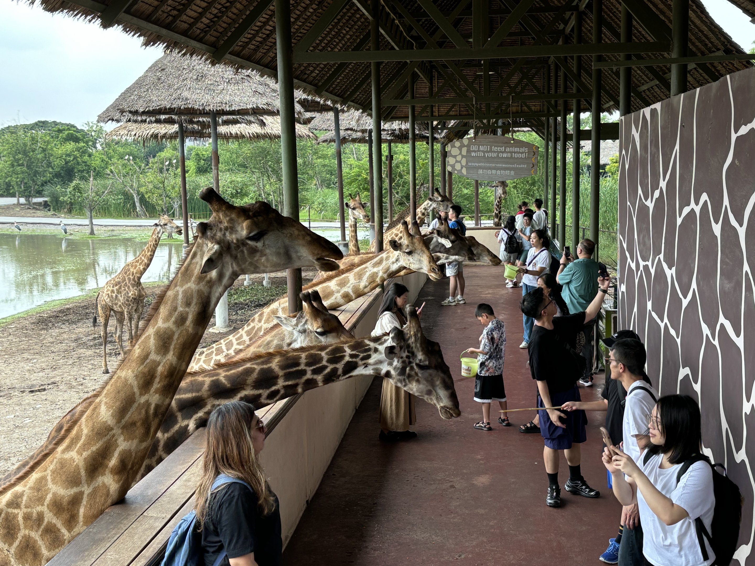 Giraffe Terrace - crazy popular!