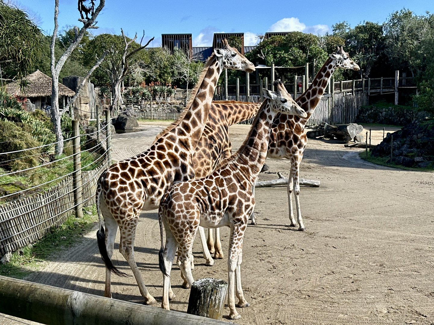 Giraffe Tower