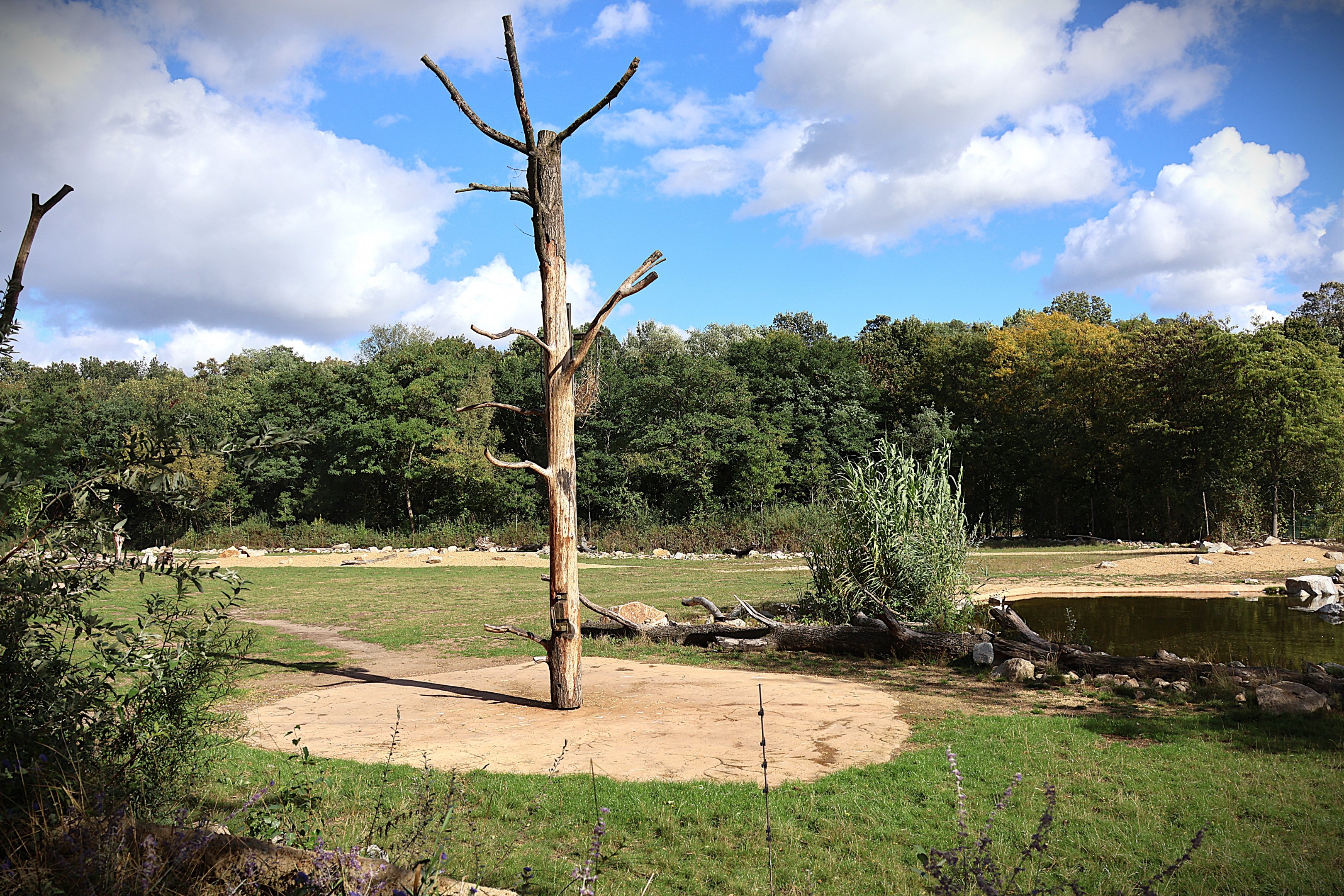 Giraffe Trail - Rothschild's Giraffe (Giraffa camelopardalis rothschildi)