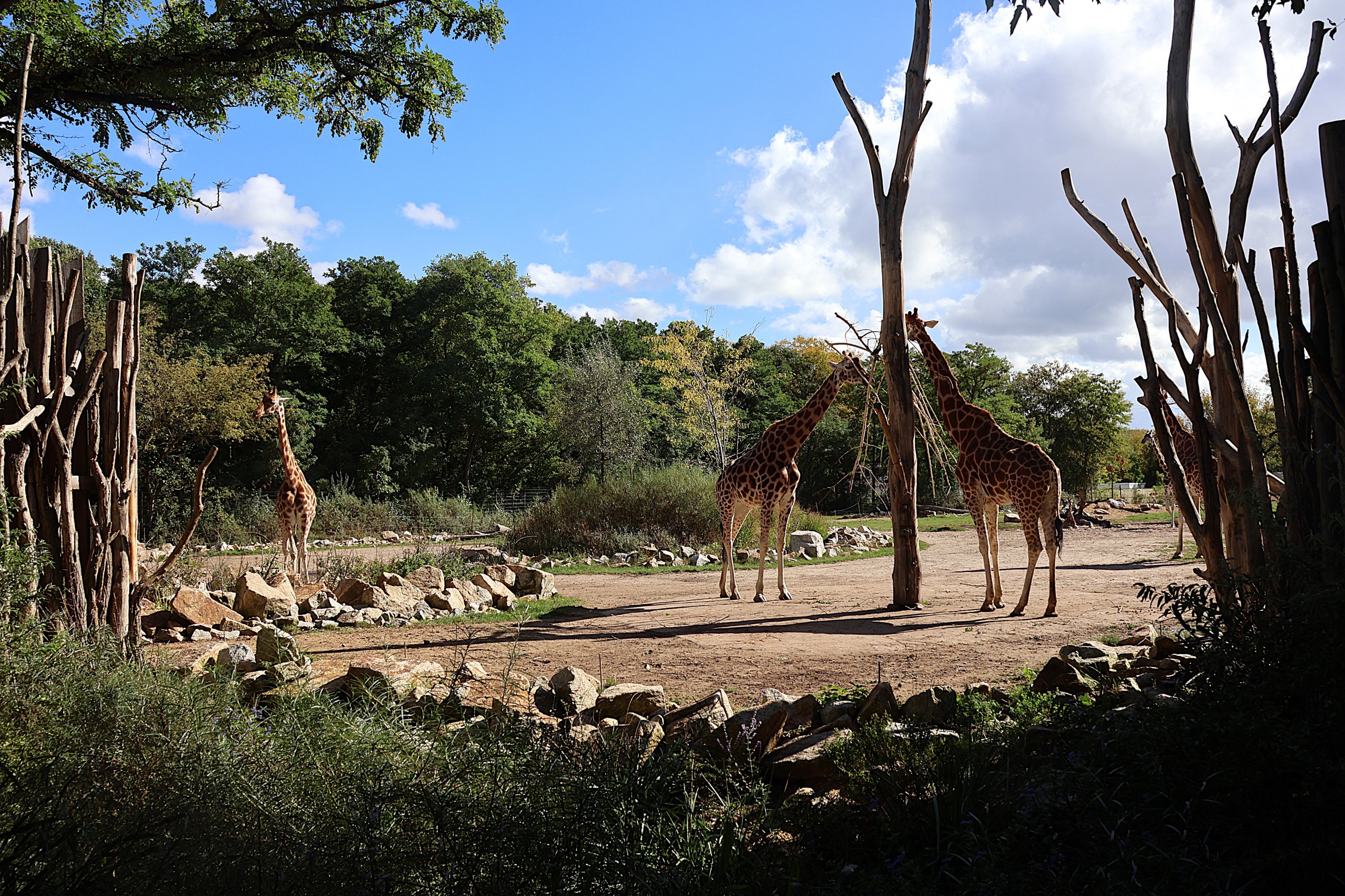 Giraffe TrailGiraffe Trail - Rothschild's Giraffe (Giraffa camelopardalis rothschildi)