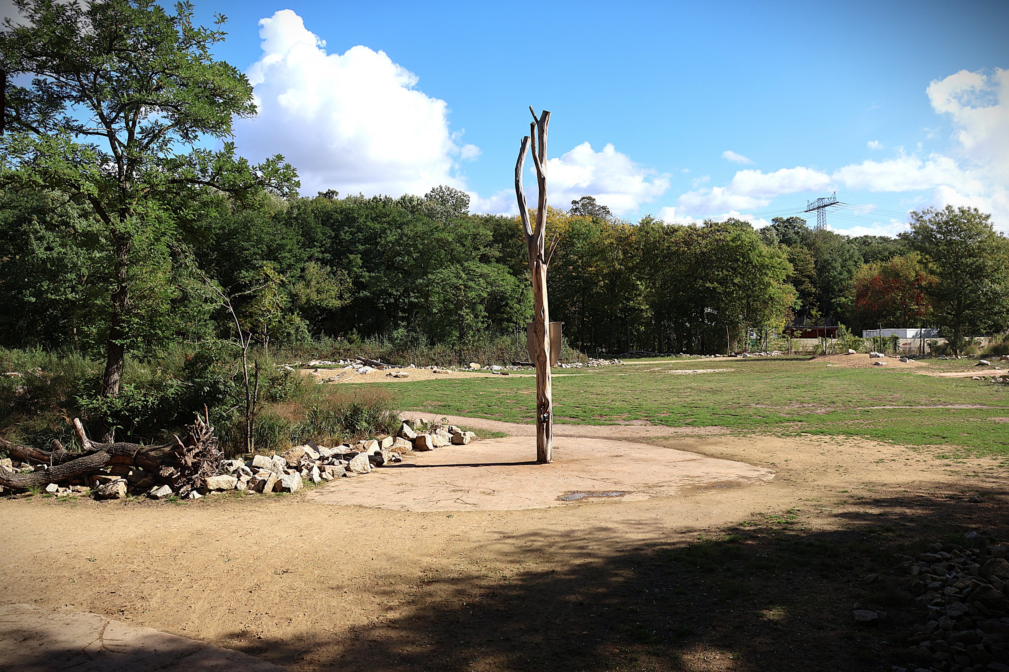 Giraffe TrailGiraffe Trail - Rothschild's Giraffe (Giraffa camelopardalis rothschildi)