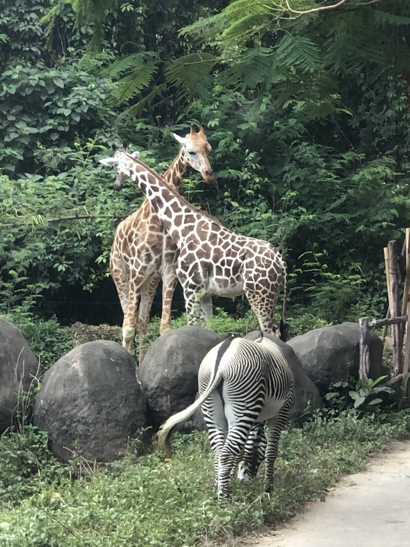 Giraffe (unknown subspecies) & Grevy’s Zebra