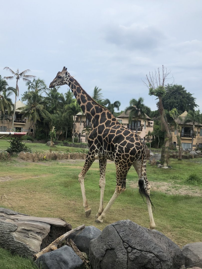 Giraffe (unknown subspecies)