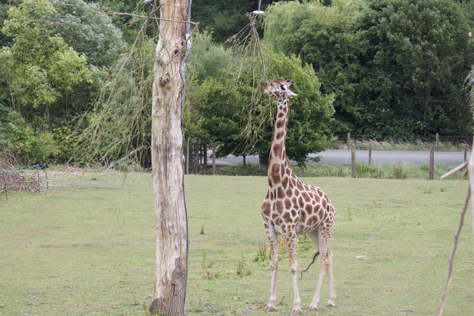 Giraffe using Feeders