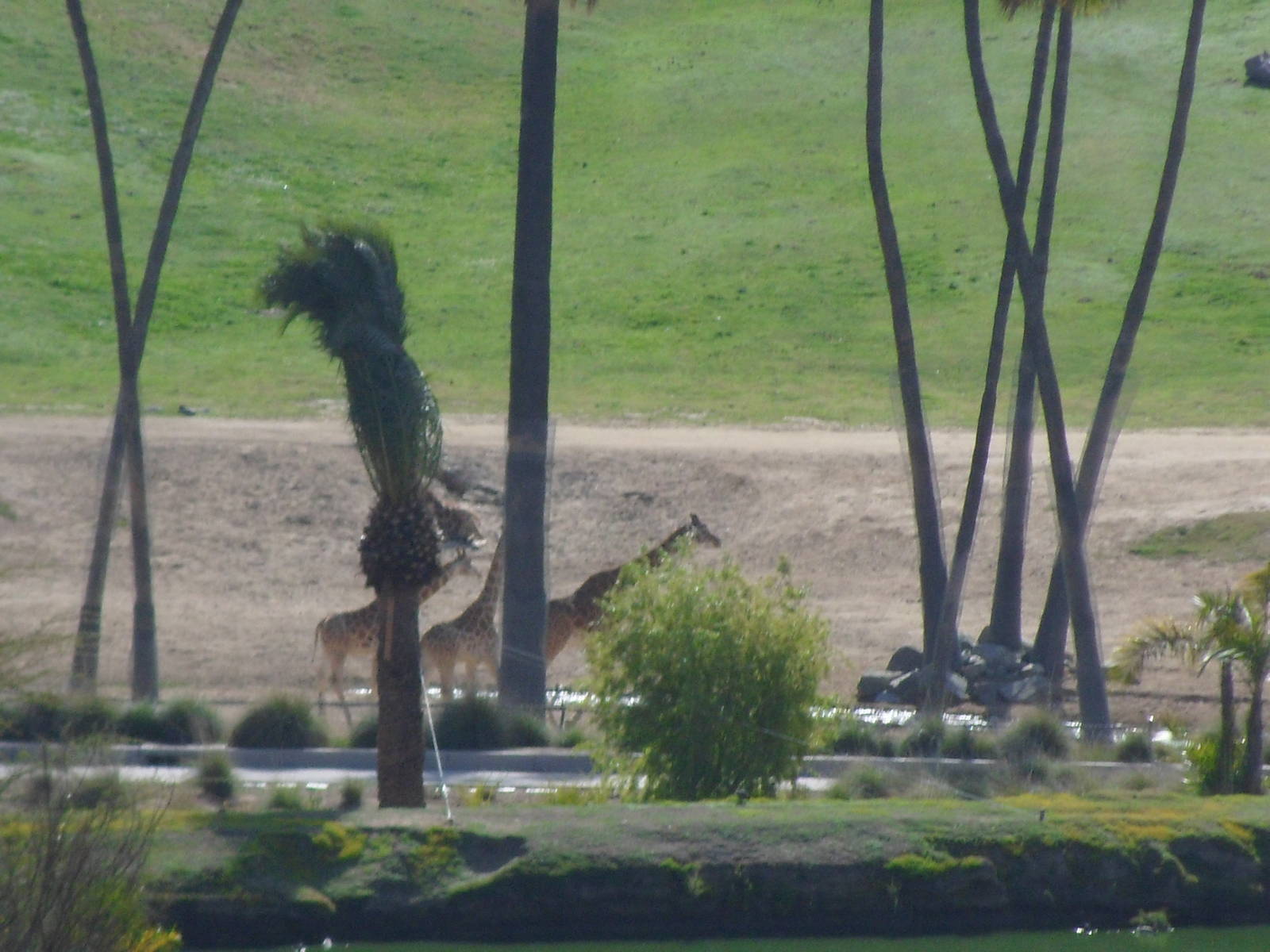 Giraffe View from Elevator