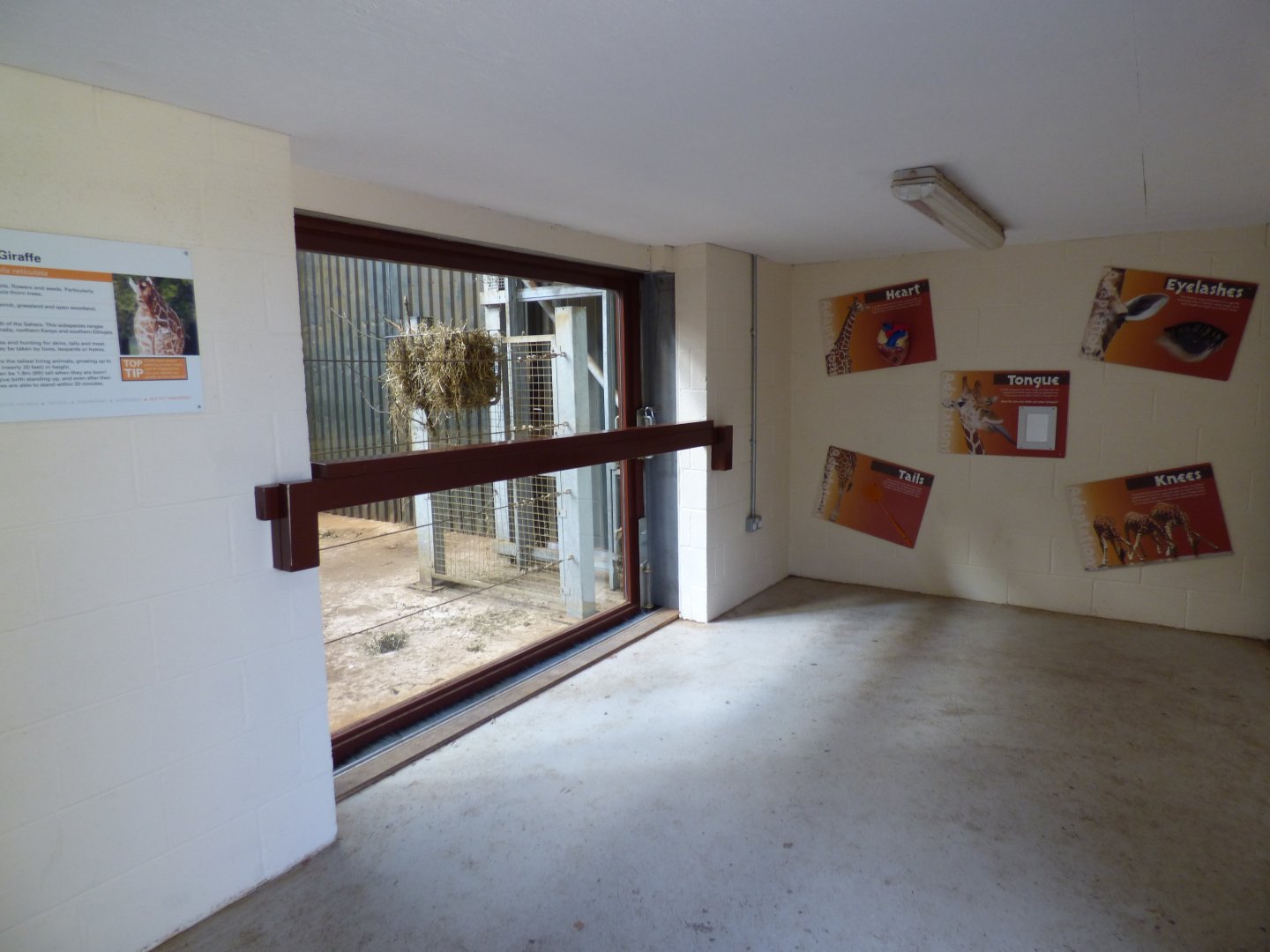 Giraffe Viewing Area