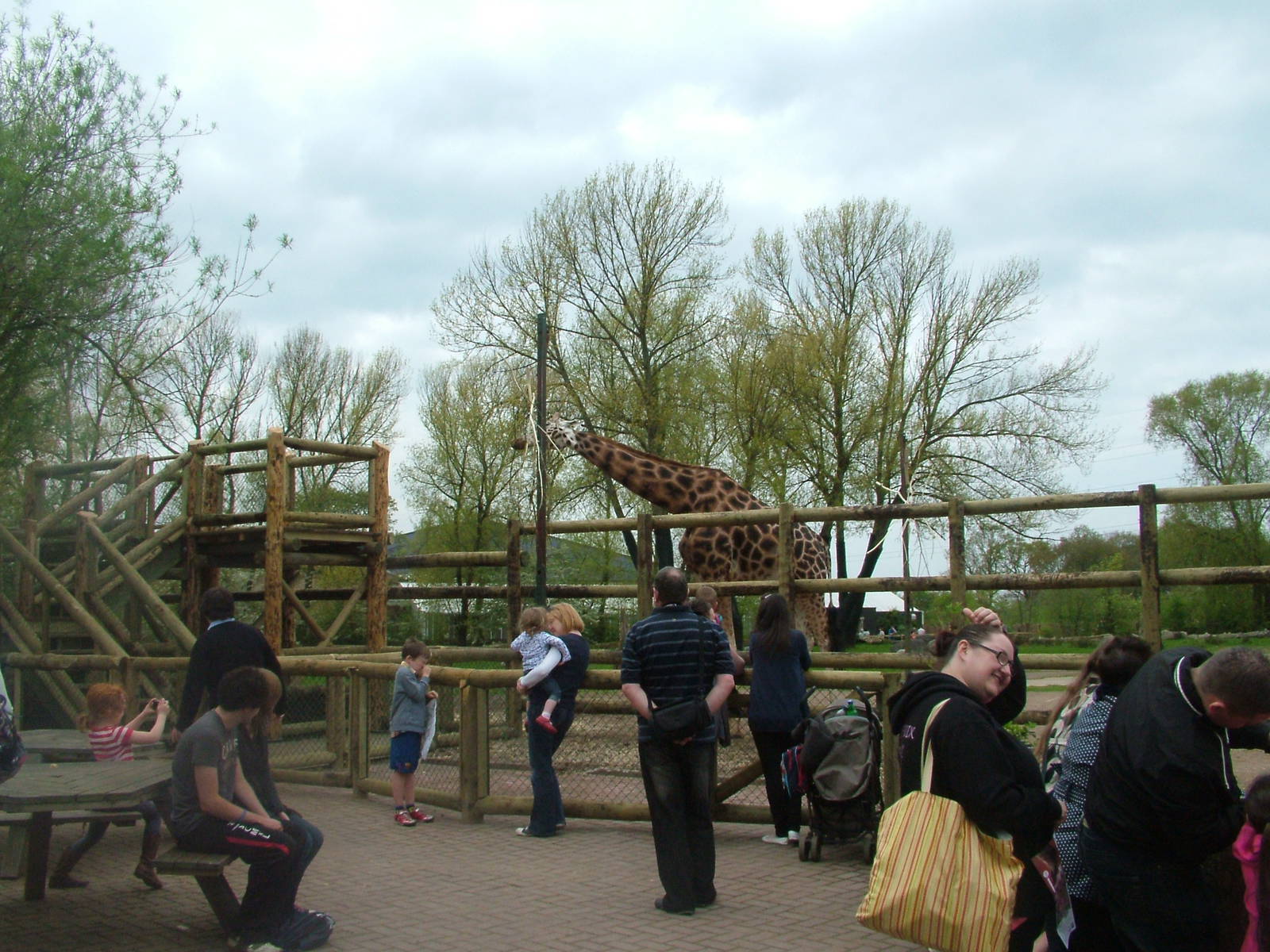 Giraffe Viewing at Chester, 16/04/11
