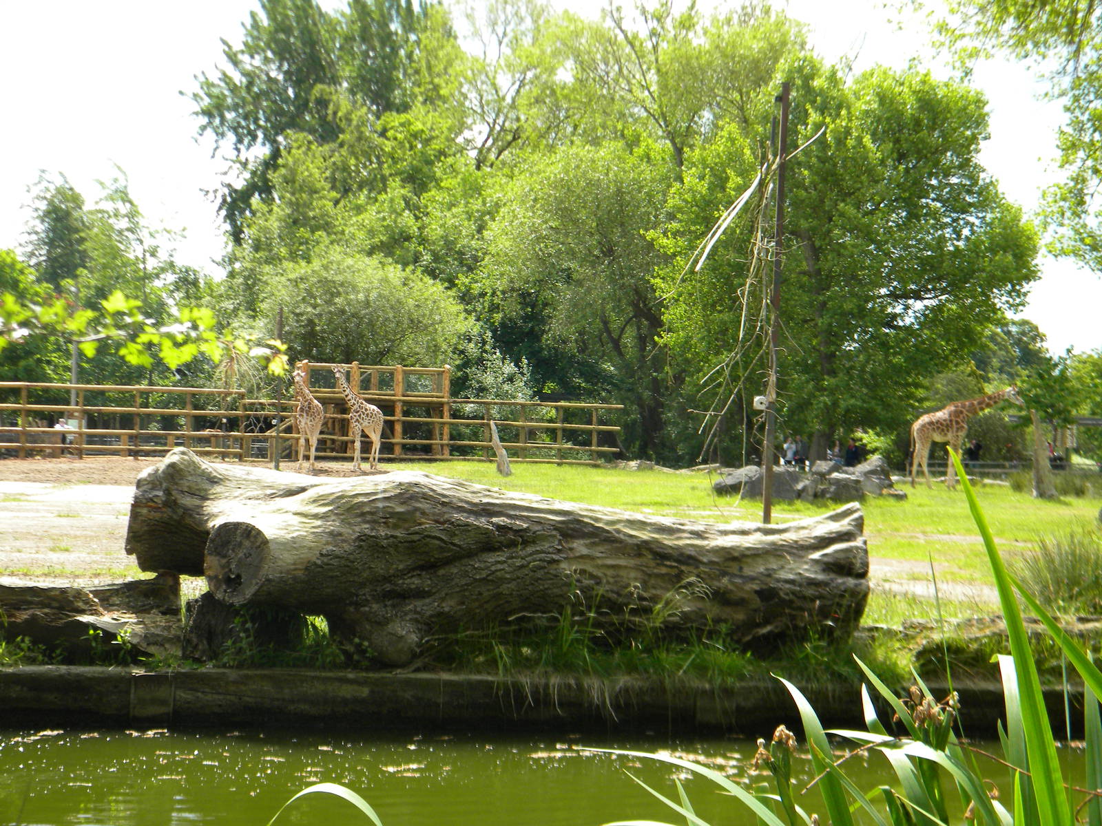 Giraffe viewing at Chester Zoo 11/06/11