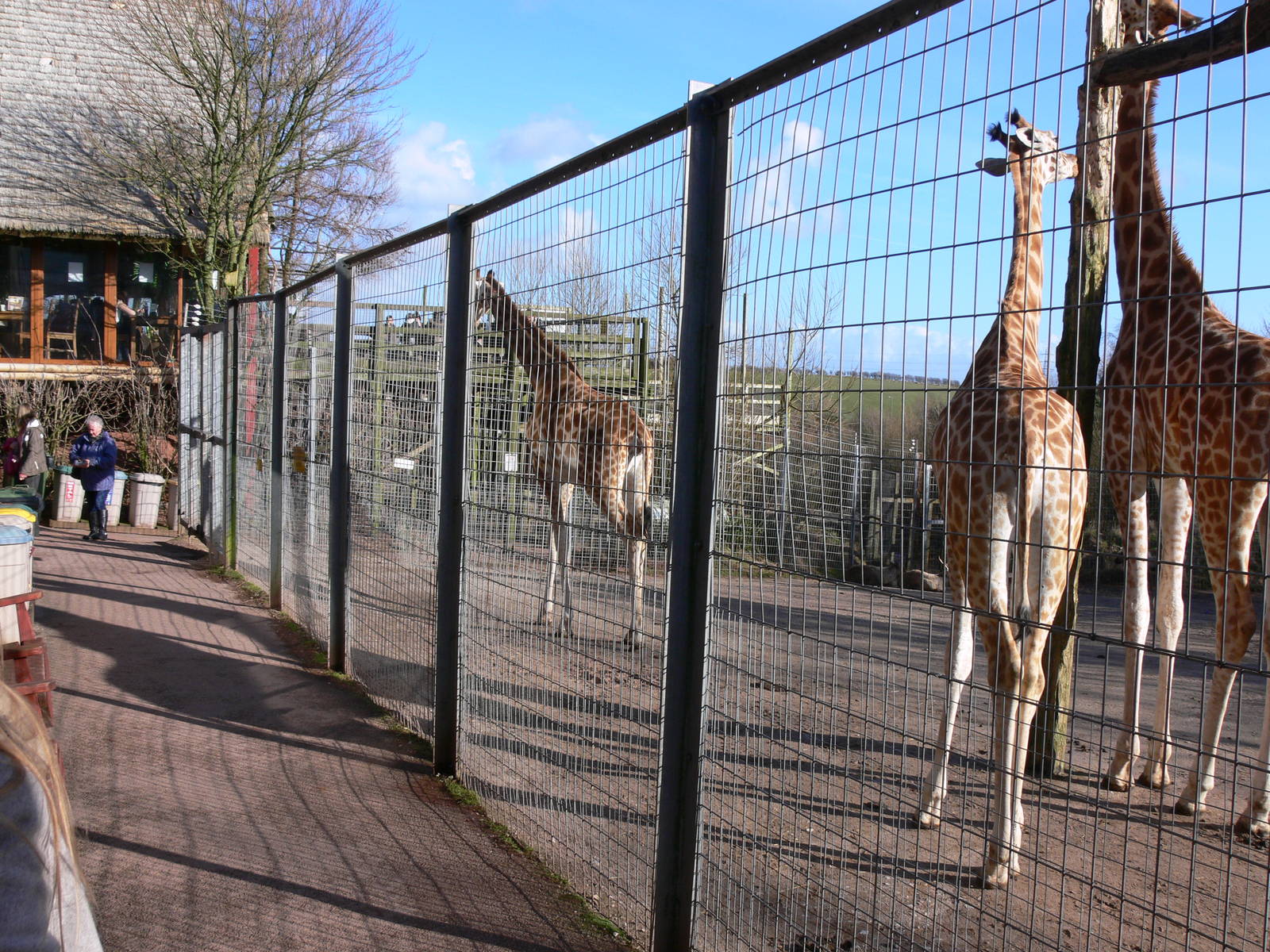 Giraffe Viewing at South Lakes, 16/02/14