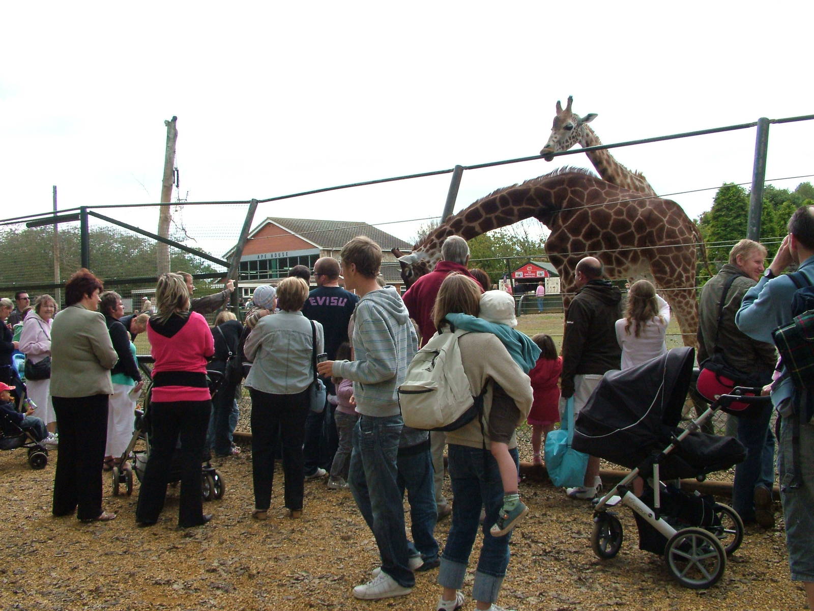 Giraffe viewing at Twycross 13/09/09