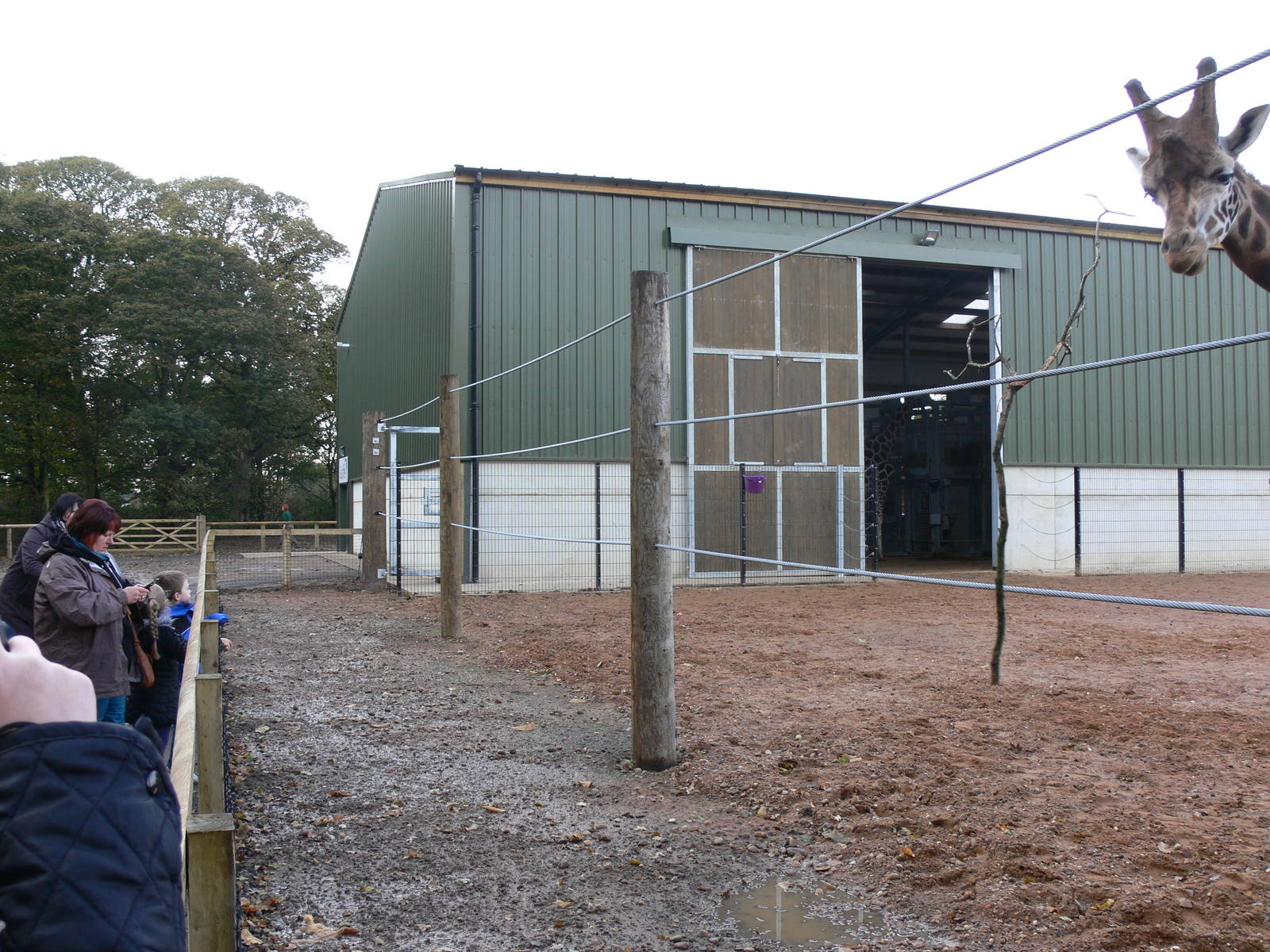 Giraffe viewing at Yorkshire WP 01/11/12