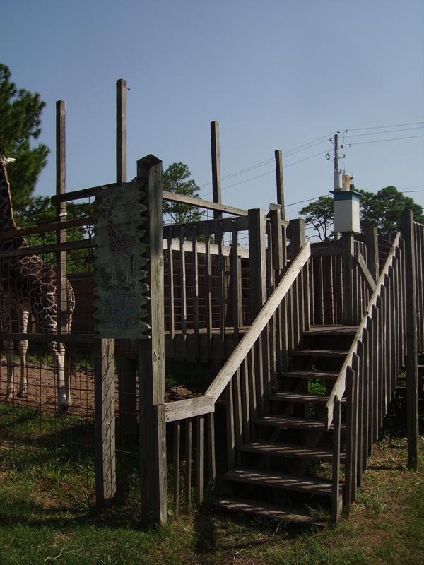 Giraffe Viewing/Feeding Deck - Petting Zoo