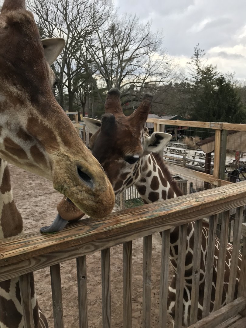 Giraffe viewing from the feeding deck