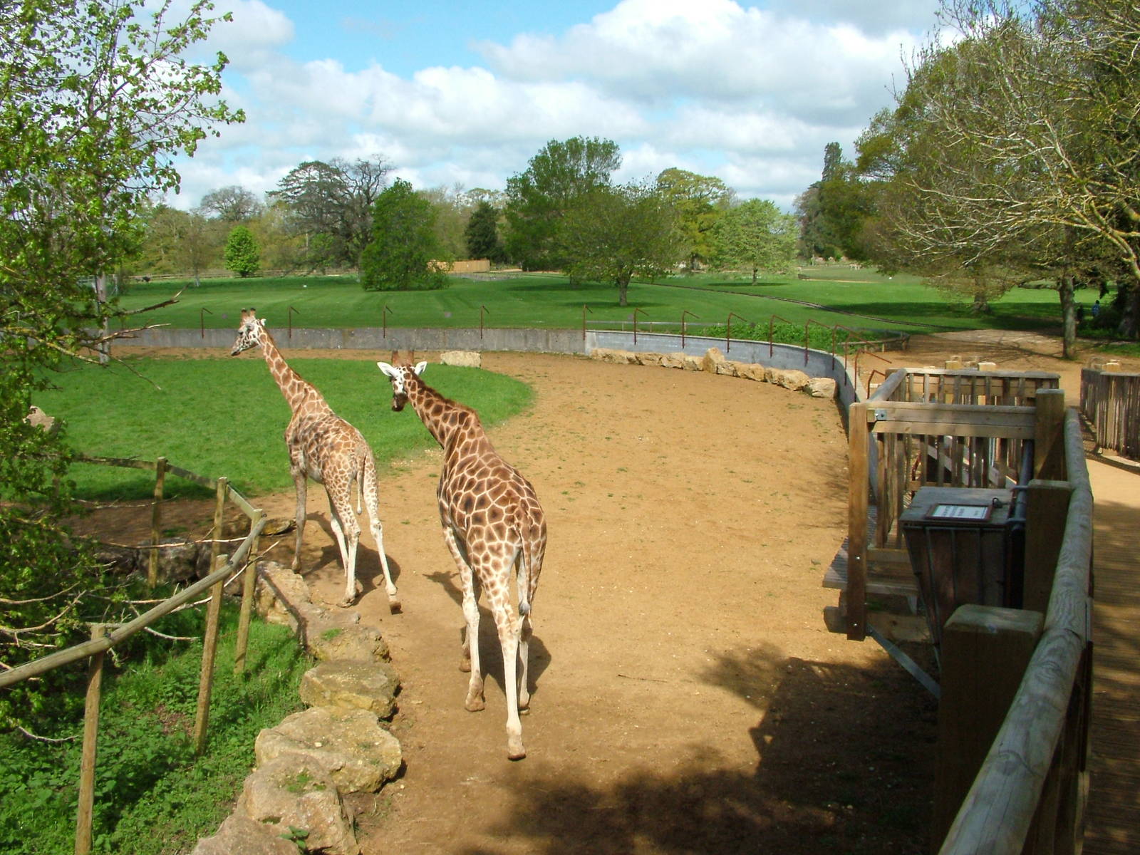 Giraffe Viewing Platform at Cotswold WP, 12/05/12