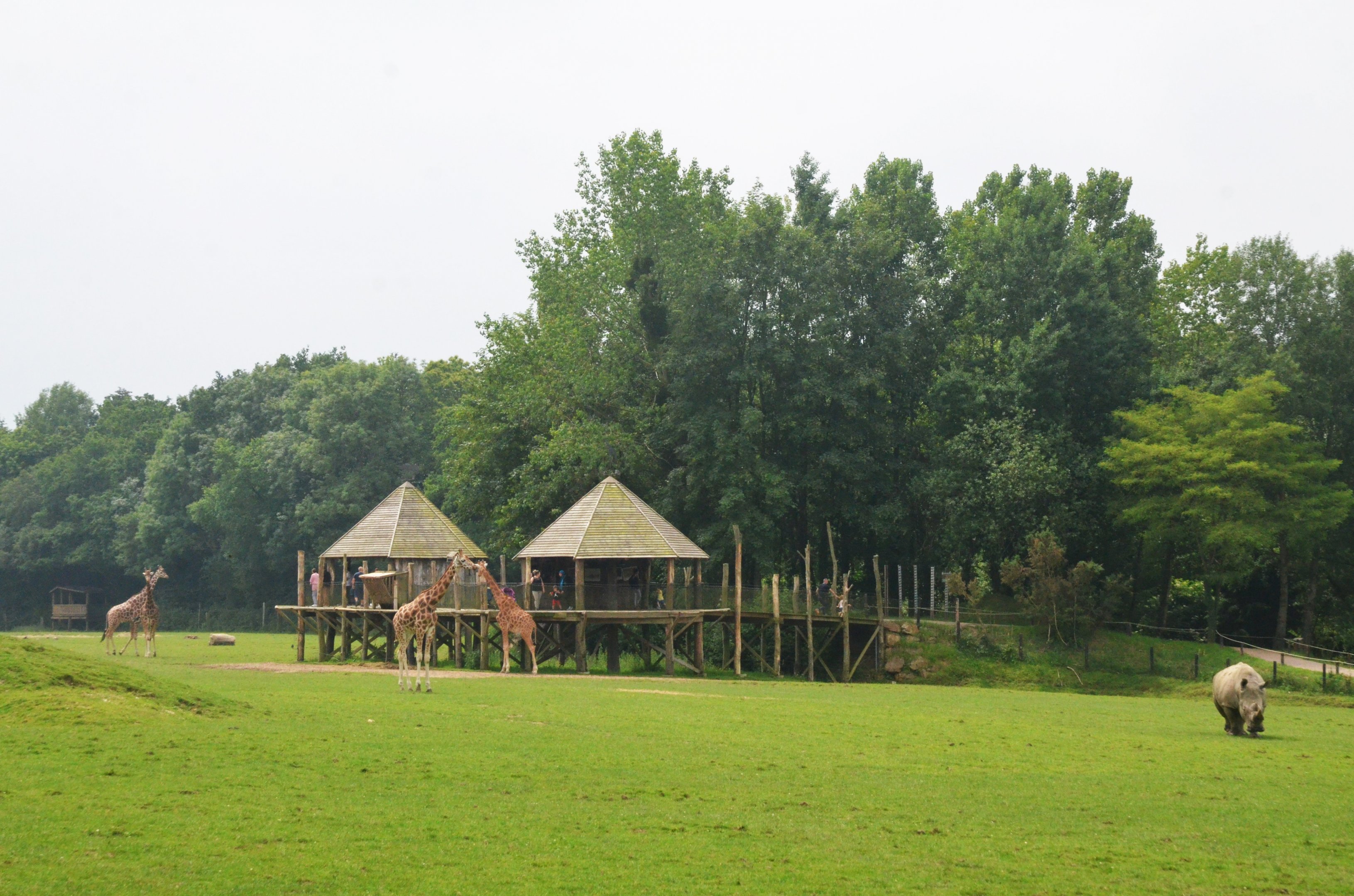GIraffe Viewing Platform from the Road Train at CERZA, 10/06/18