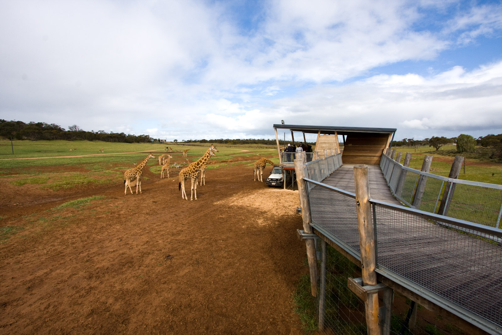 Giraffe viewing platform - Sep 2008