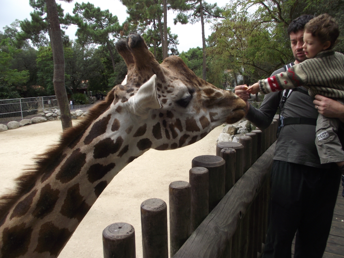 Giraffe Viewing Platform