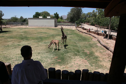giraffe viewing platform