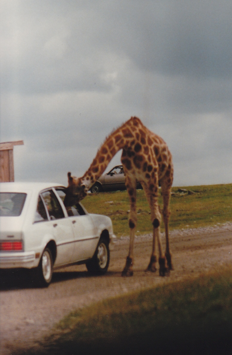 Giraffe visting car 1988