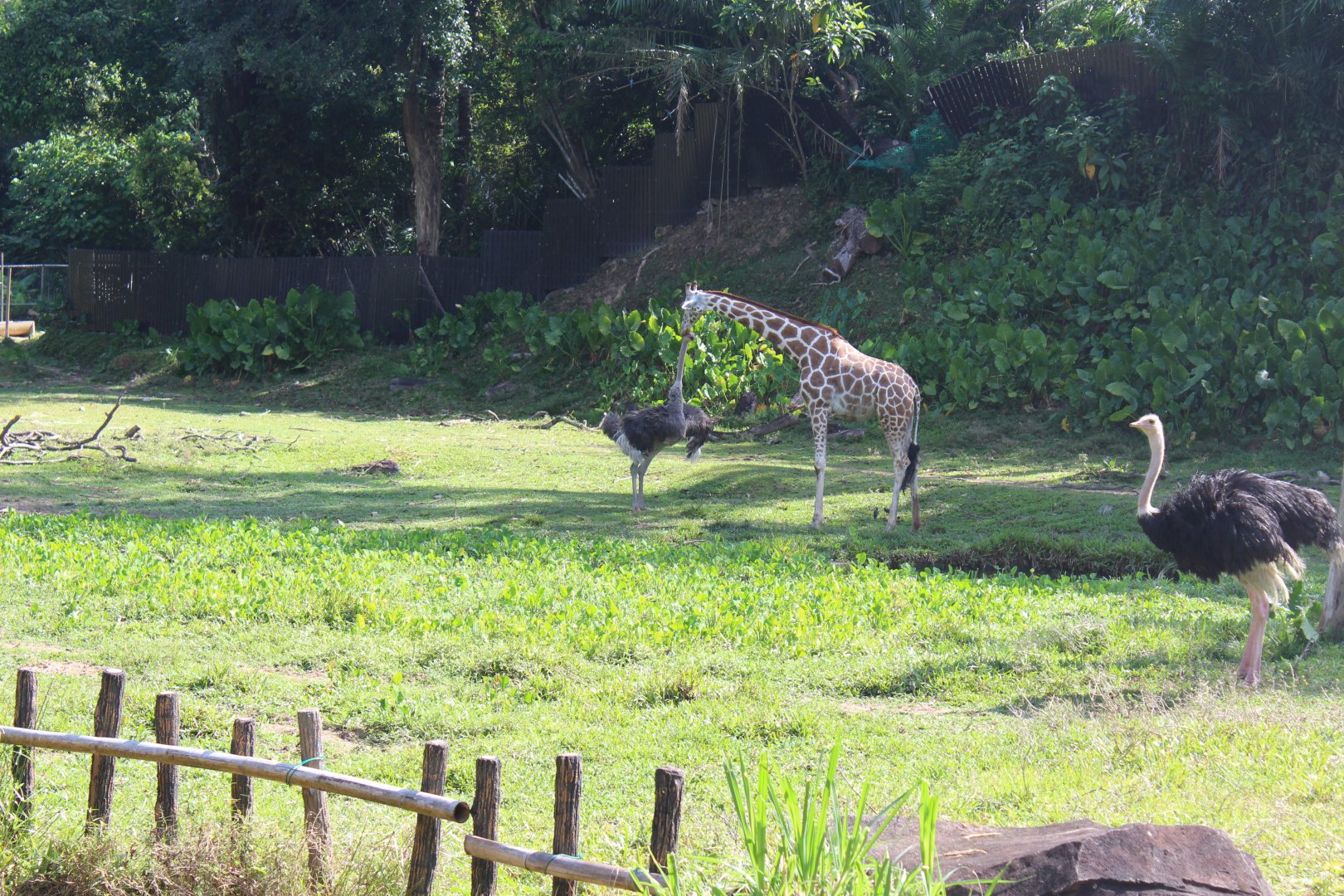 Giraffe vs Ostrich