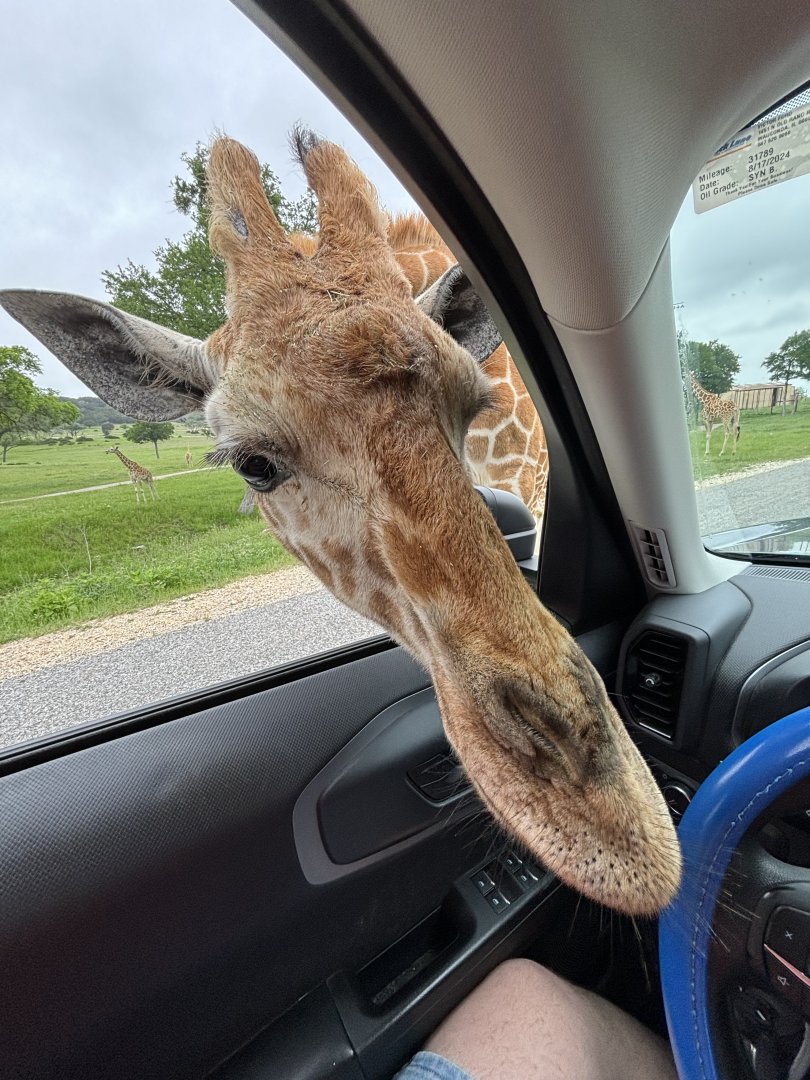 Giraffe Waiting to Eat