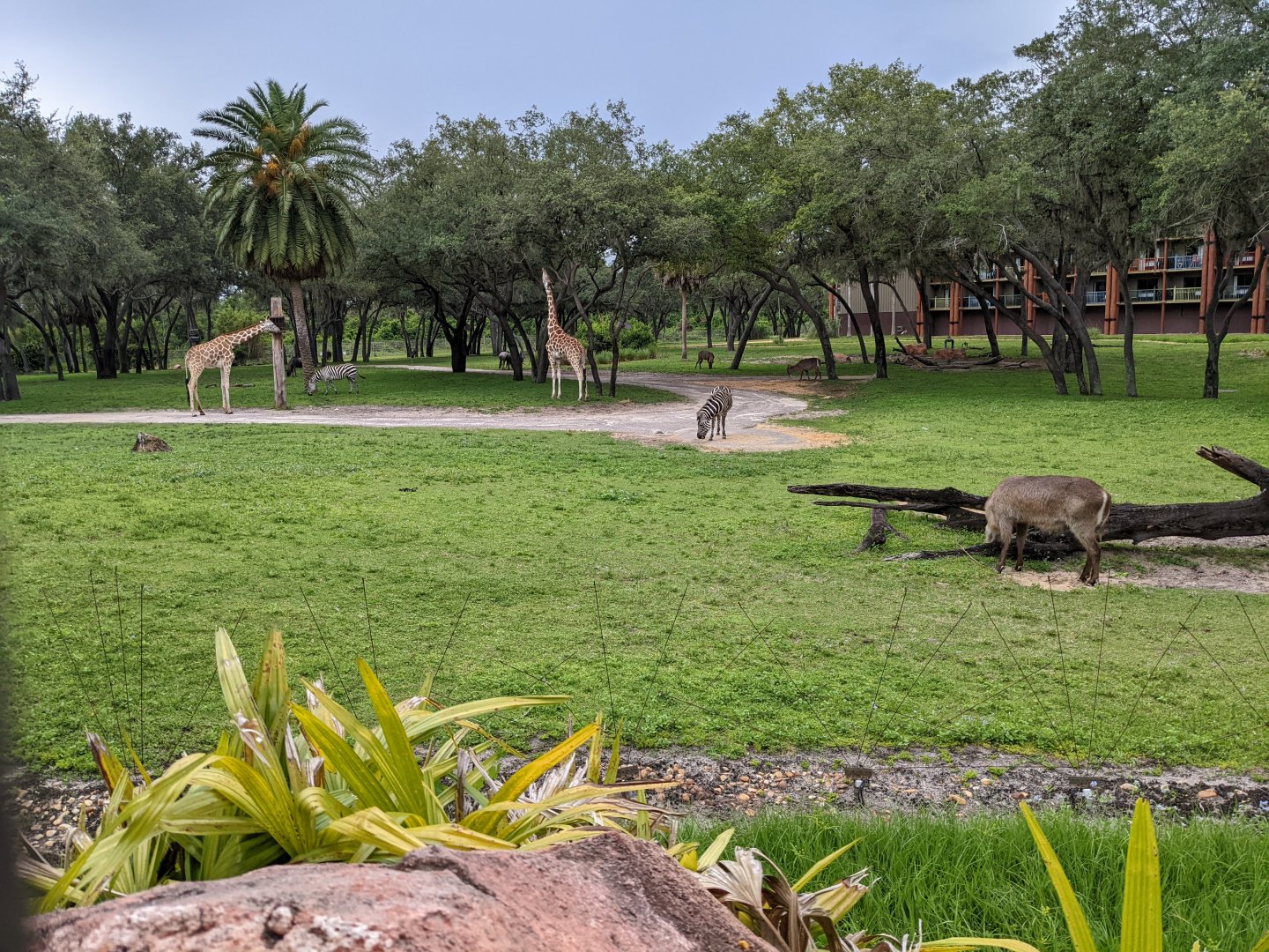 Giraffe, waterbuck, zebra, impala, wildebeest - Arusha savanna