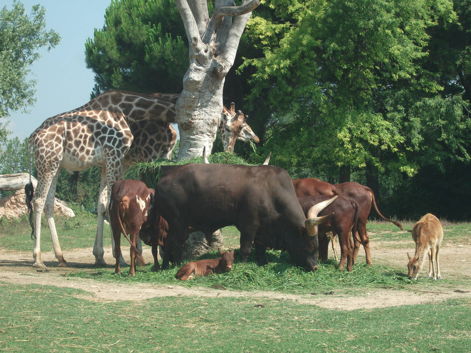 Giraffe, Watussi Cattle and Nile Lechwe