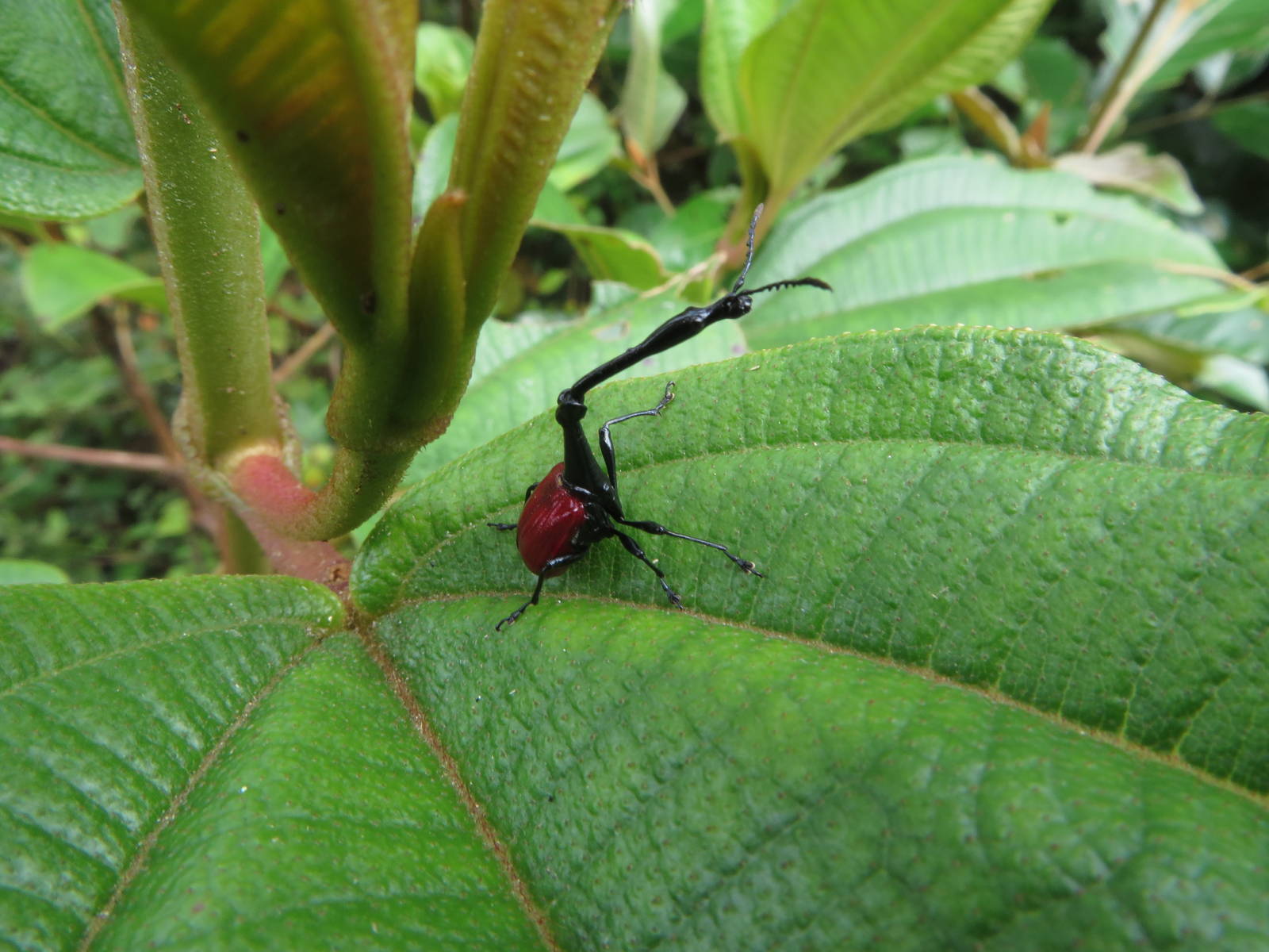 Giraffe  weevil
