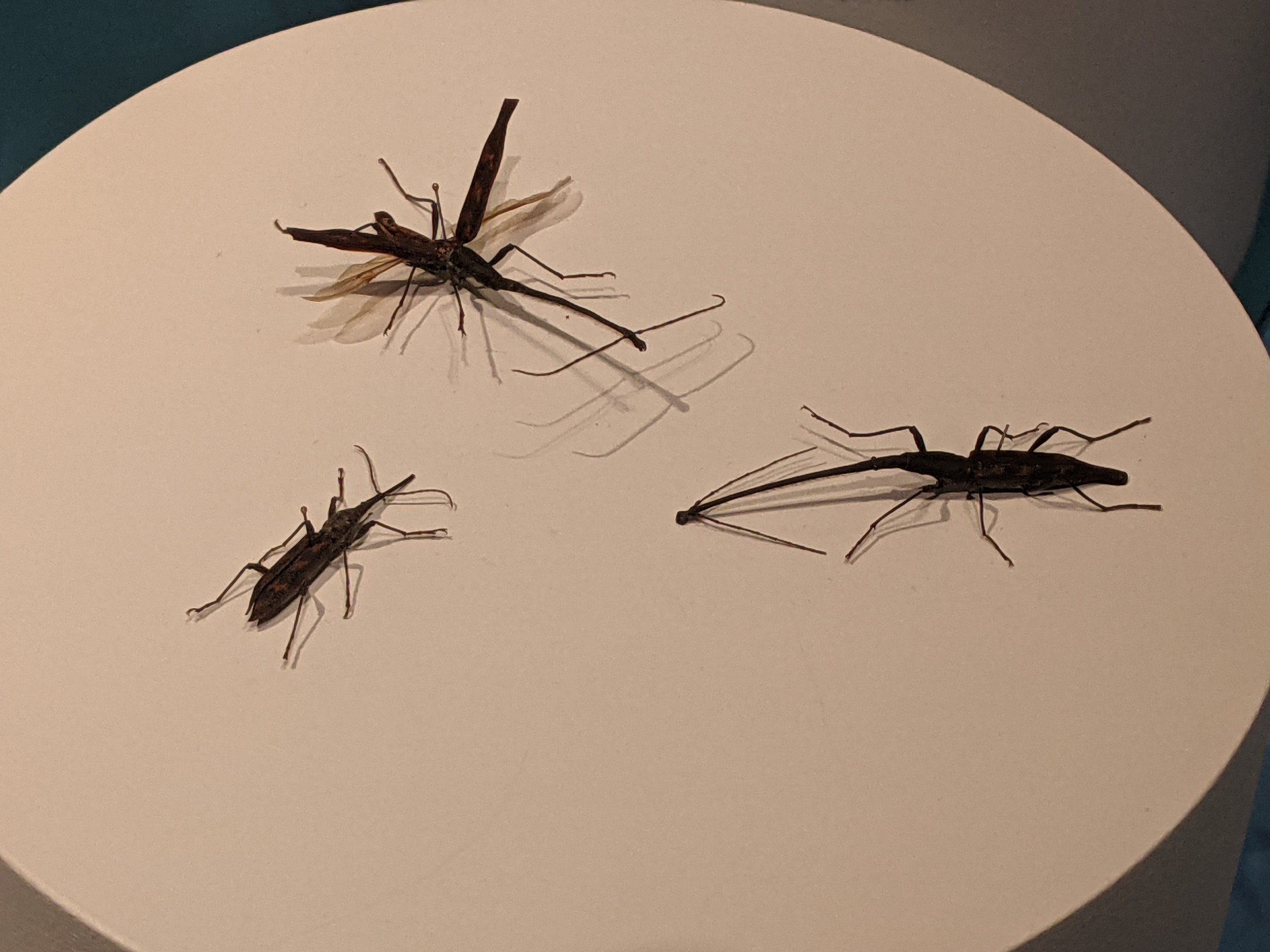 Giraffe Weevils (Lasiorhynchus barbicornis)