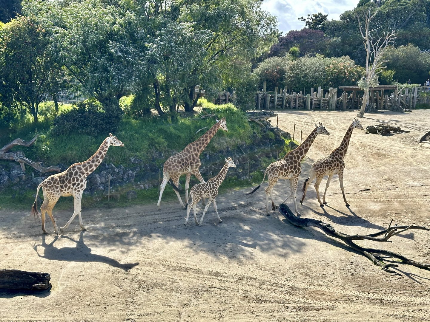 Giraffe (Whole Herd)