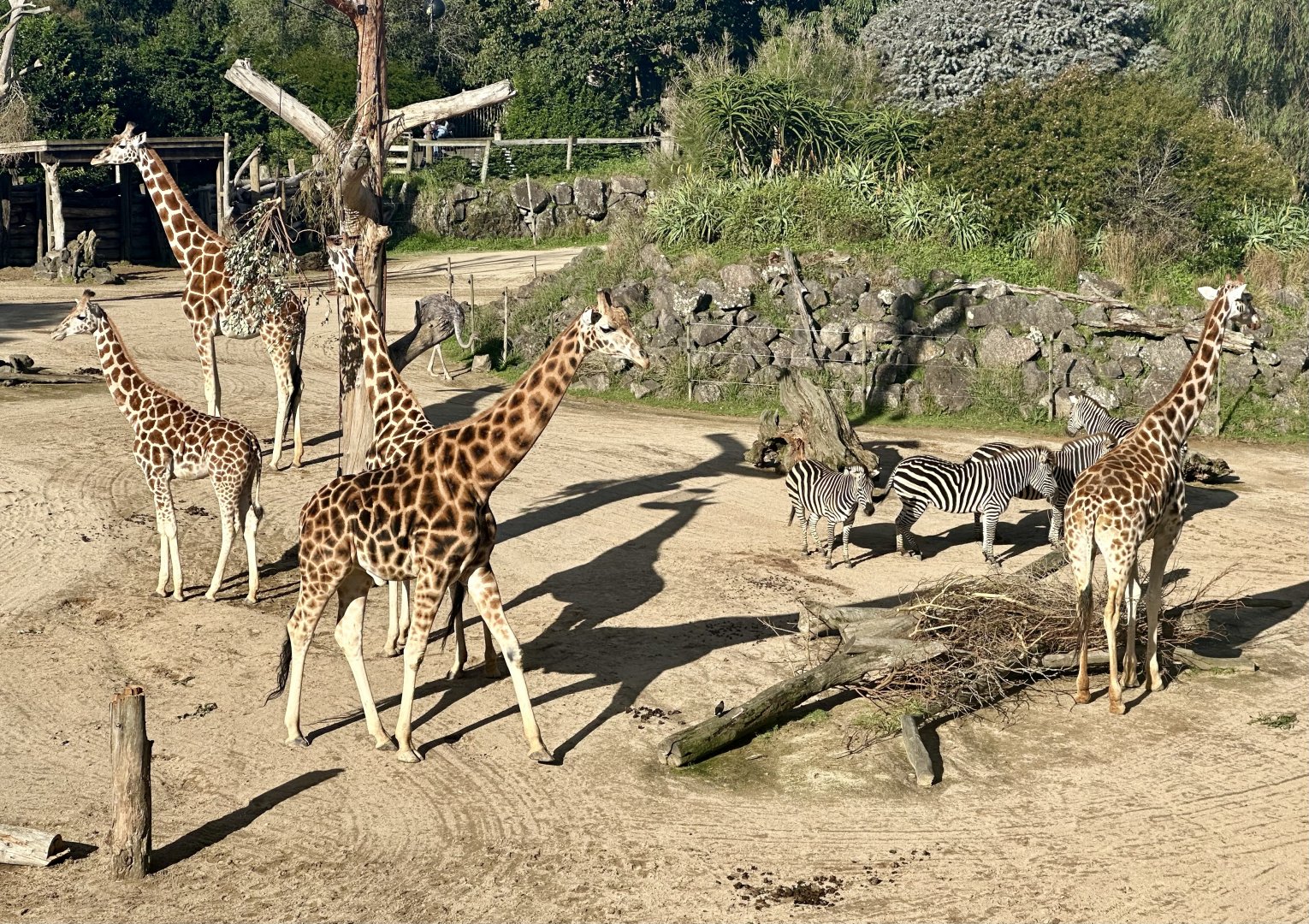 Giraffe (Whole Herd)