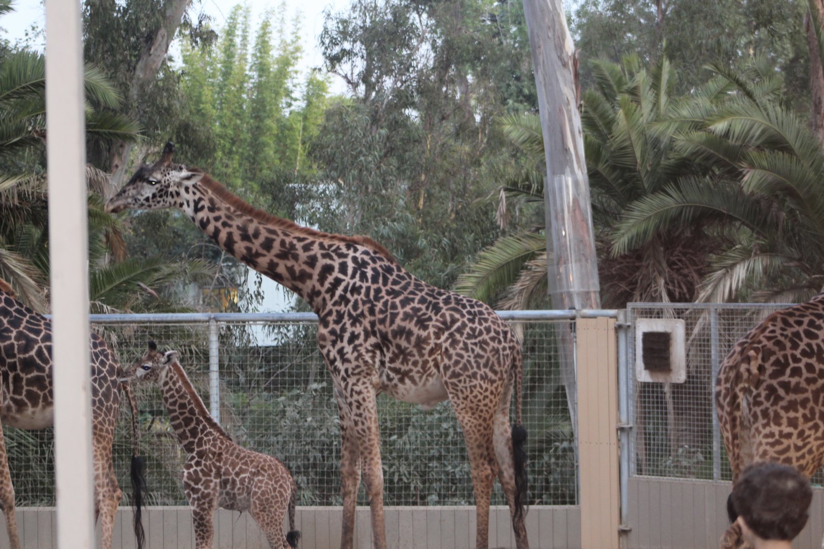 Giraffe with 2 Week old Calf