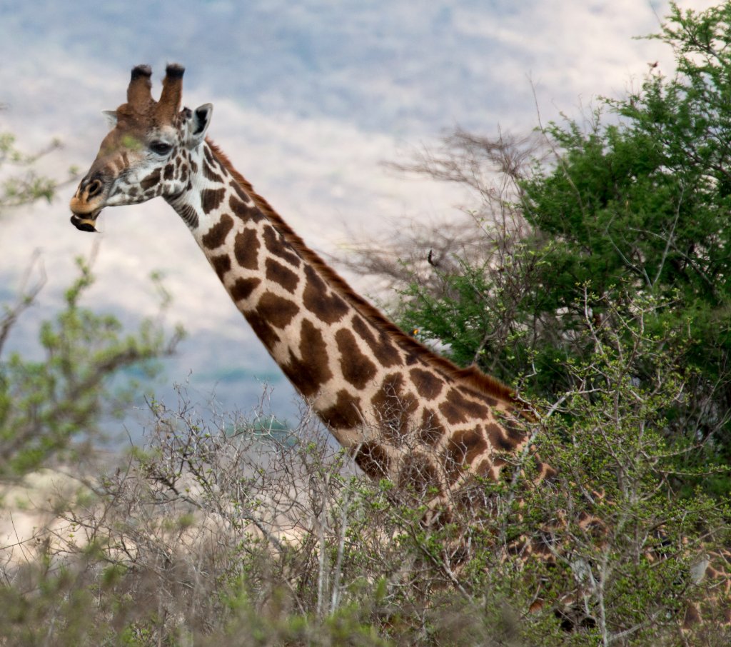 Giraffe with a persistent oxpecker