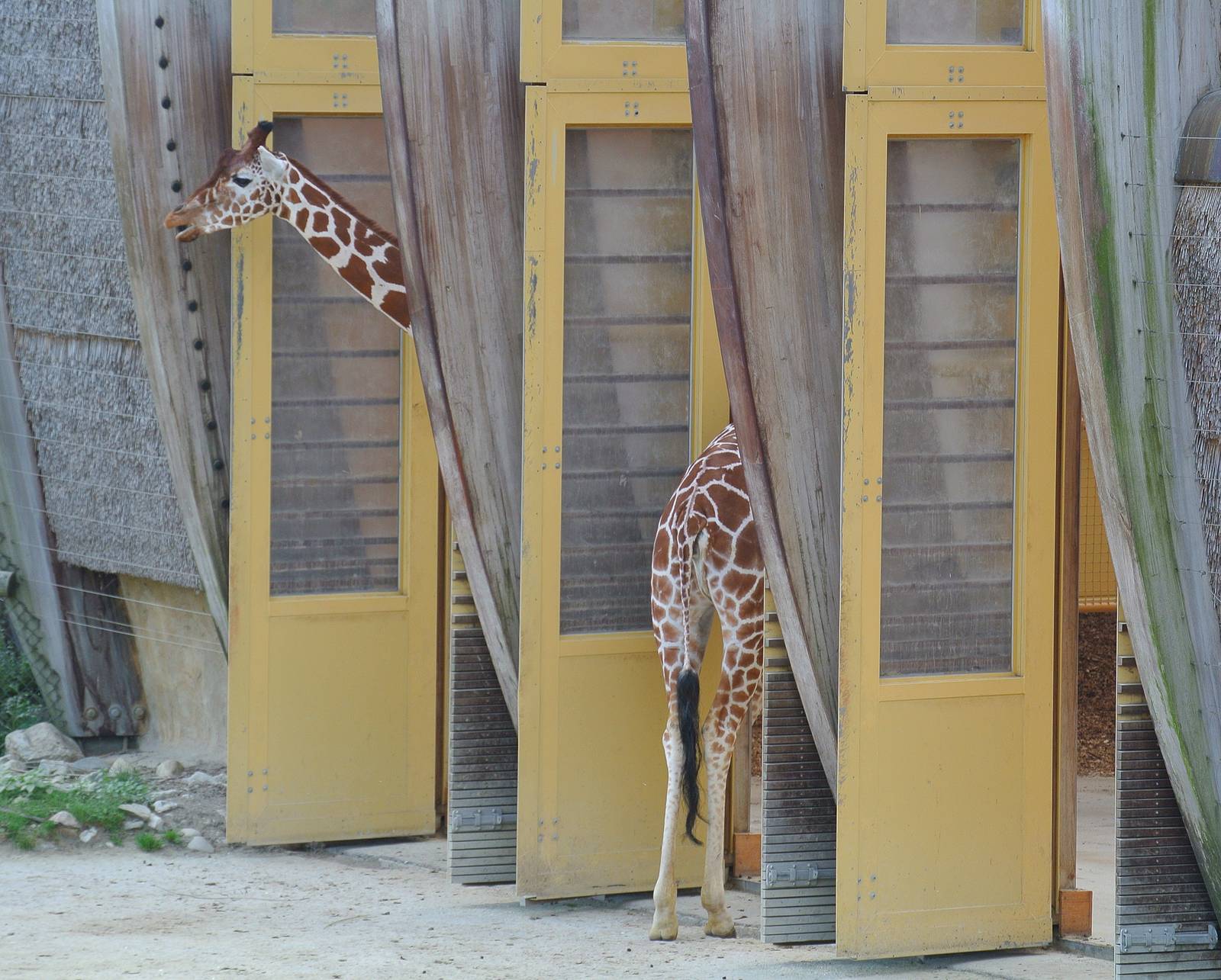 Giraffe with a very long neck