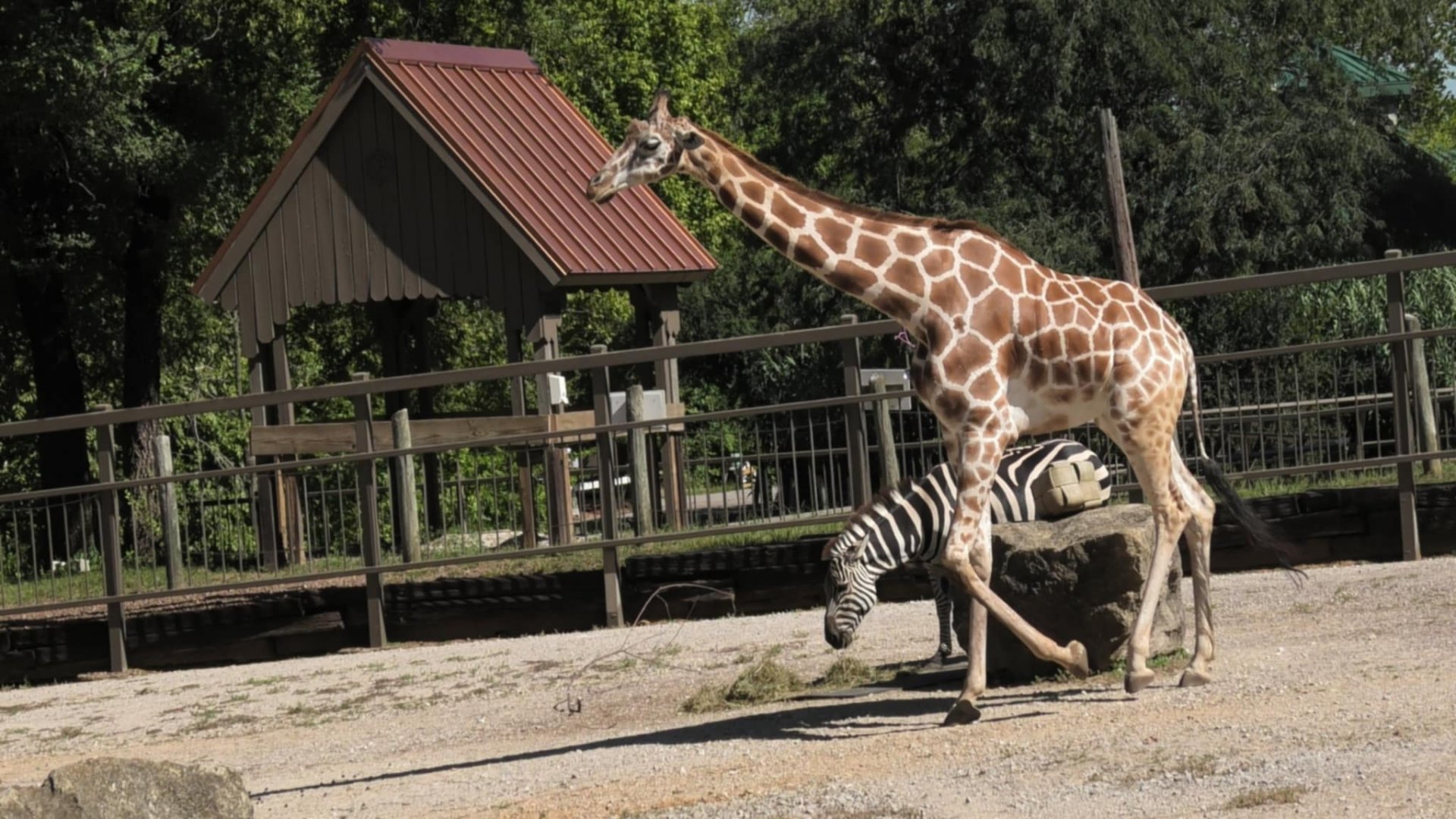 Giraffe with a zebra