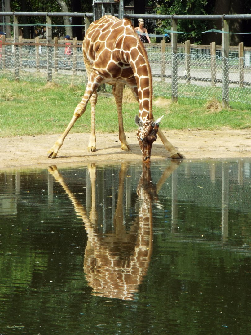 Giraffe with full reflection, ZSL Whipsnade