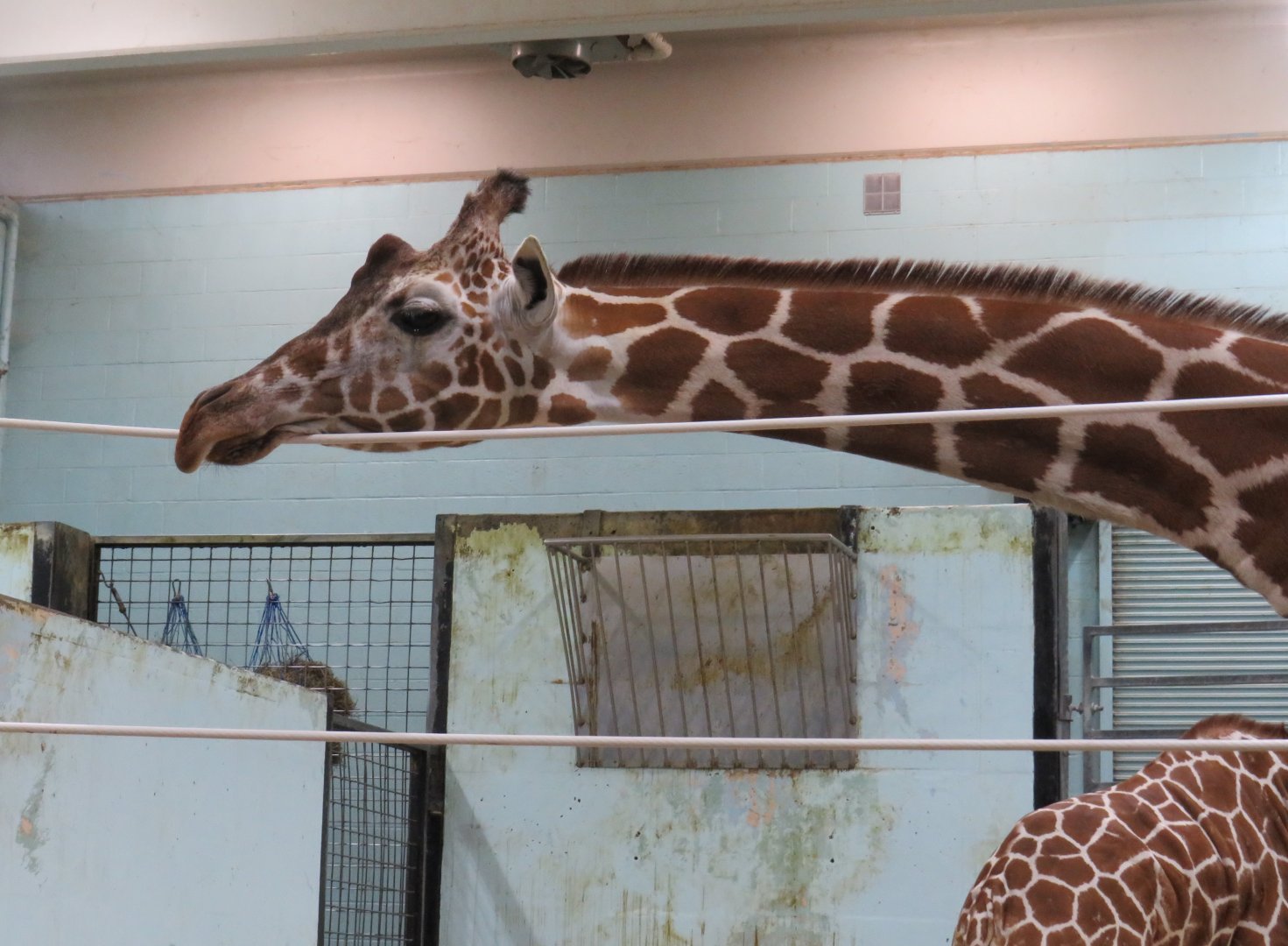 Giraffe with its head on a cable