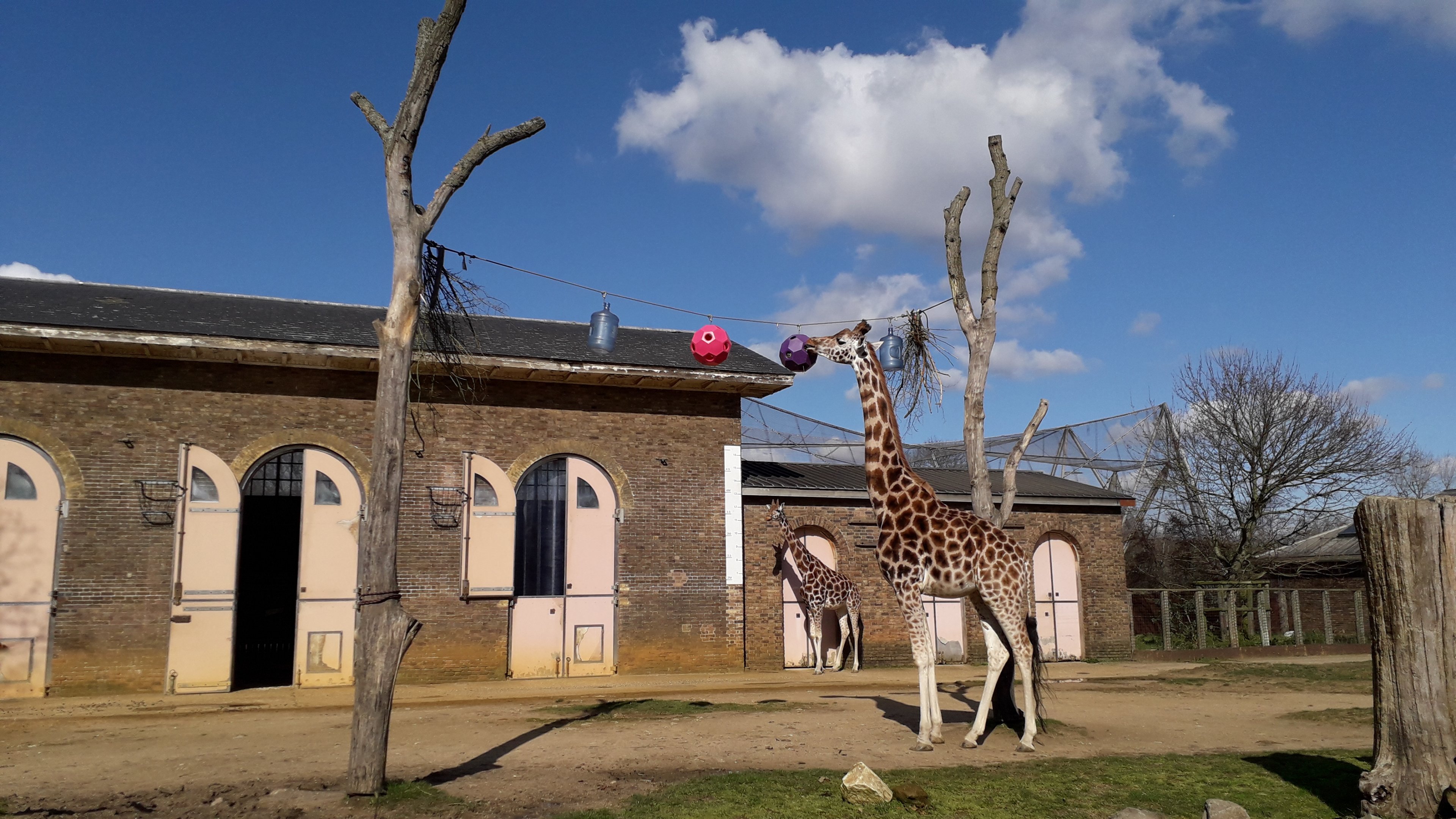 Giraffe with new puzzle feeders