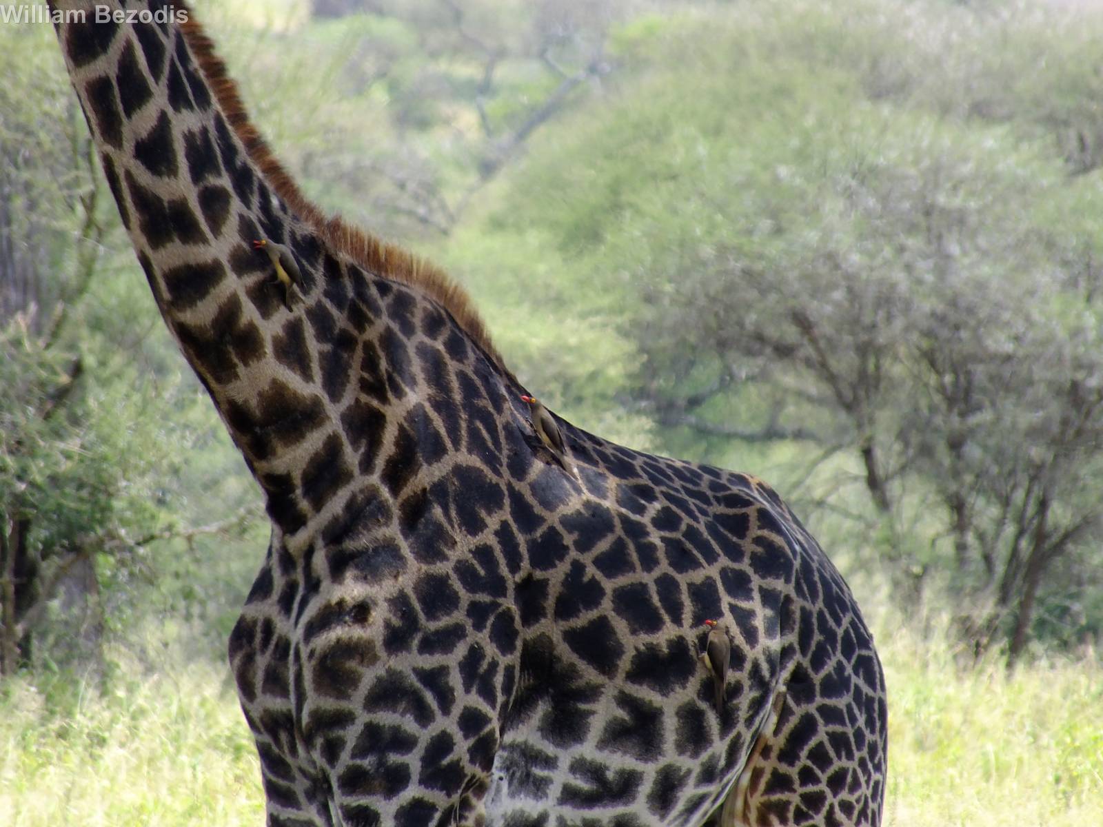 Giraffe with Oxpeckers