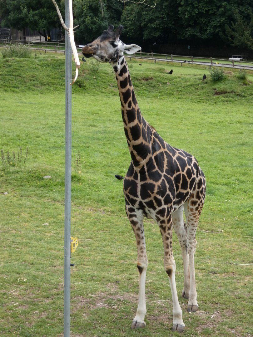 Giraffe with quite a dark coloration