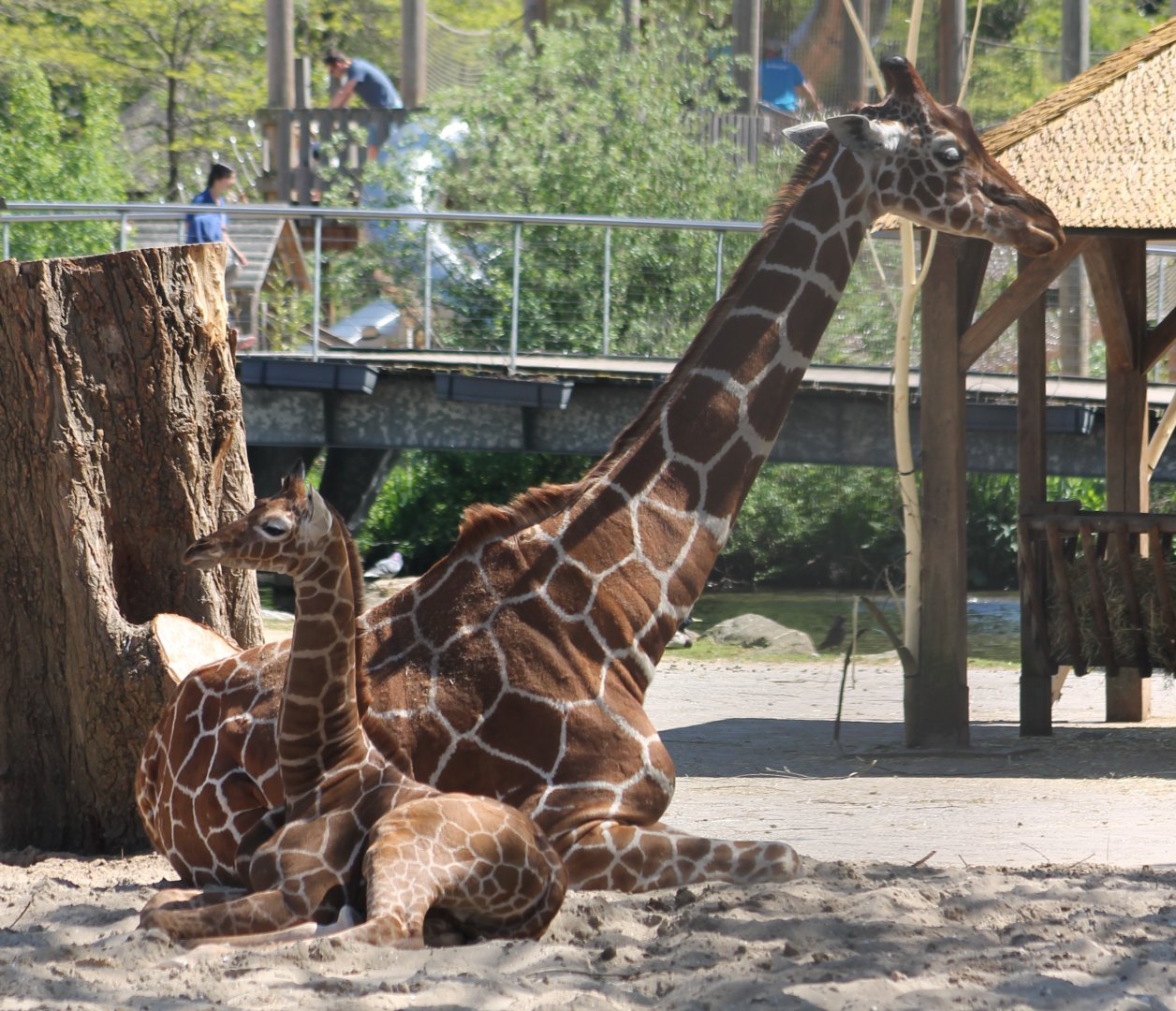 Giraffe with the latest calf