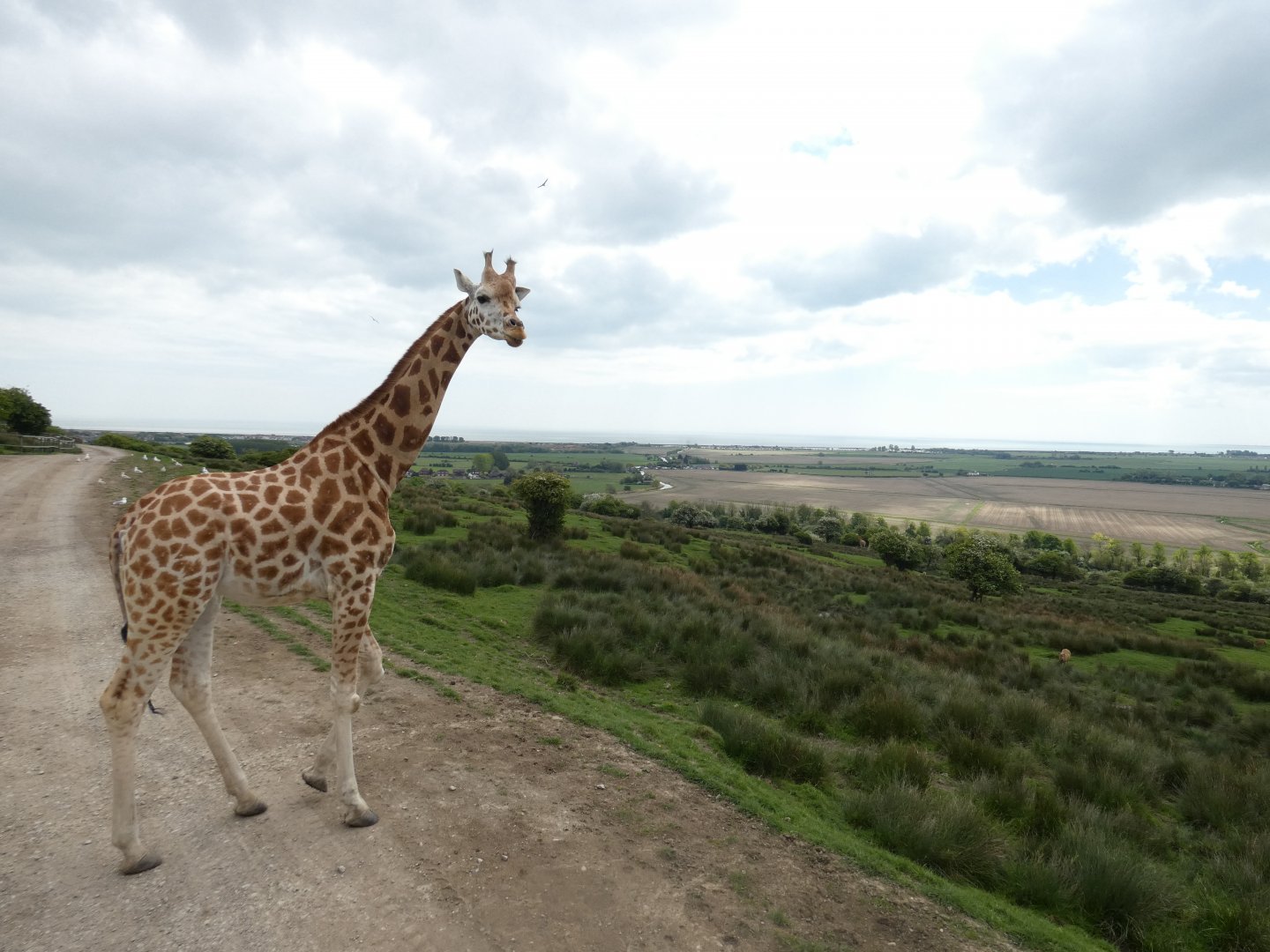 Giraffe with view of English Channel