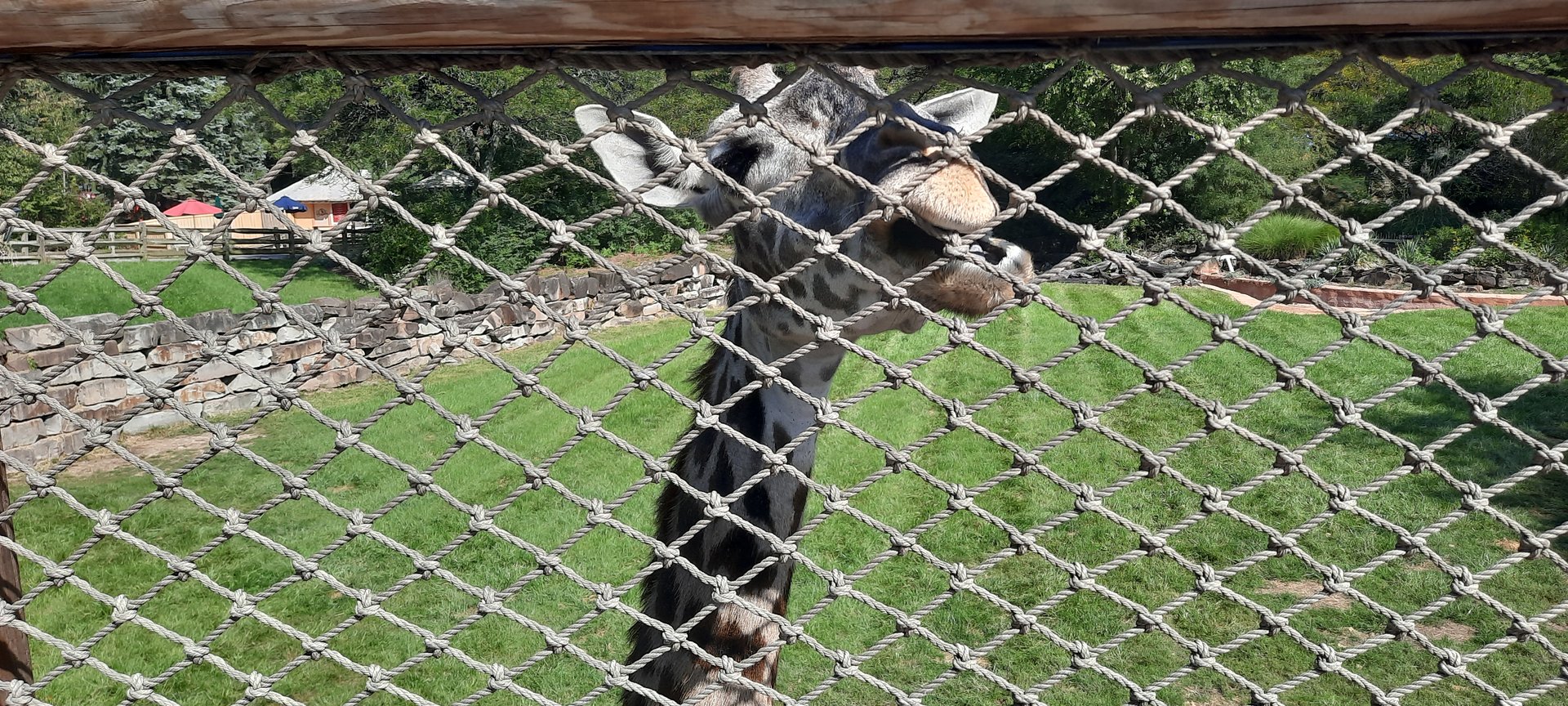 Giraffe Within Arms Reach