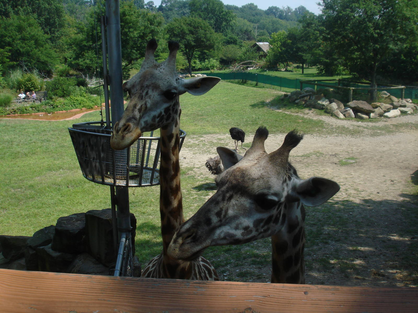 Giraffe Yard and Feeding